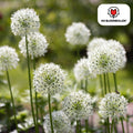 Allium 'White Giant' – Zierlauch – große, reinweiße Blütenkugeln – imposante Sommerblüher – 5 Blumenzwiebeln – ↕120cm – ideal für Beet & Rabatte – Plant