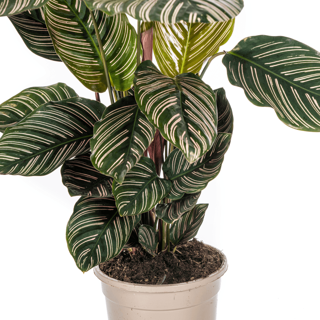 Korbmarante Calathea Ornata Sanderiana – Ø17cm – ca. 40-50cm hoch – Zimmerpflanze mit pink gestreiften Blättern – Für Wohnzimmer & Büro – Plant
