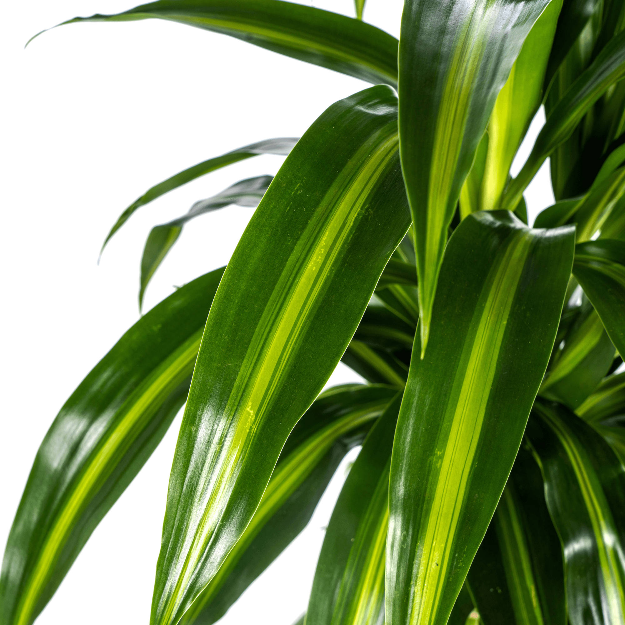 Drachenbaum – Dracaena Deremensis ‘Hawaiian Sunshine’ – Zimmerpflanze – Ø21cm – Höhe 90-110cm – Tropisches Flair mit gelb – grünem Laub – Plant