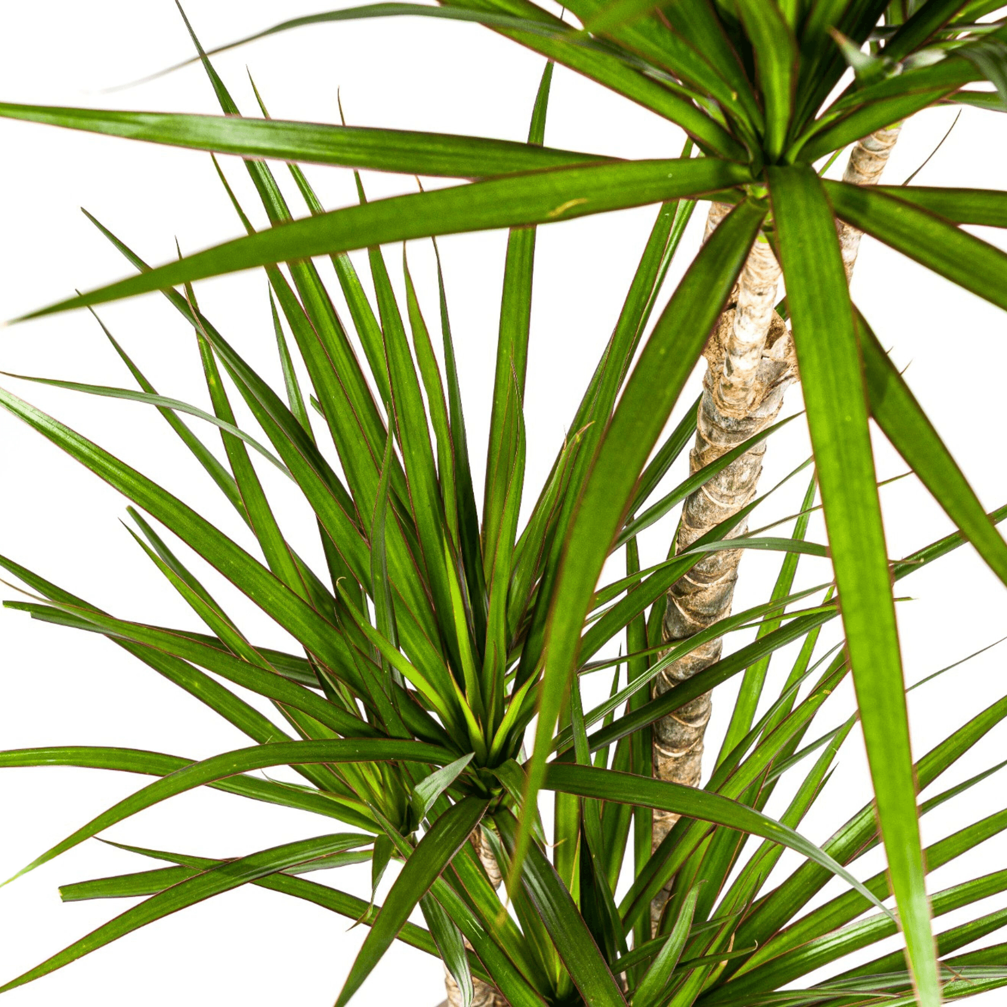 Dracaena Marginata Green inkl. Naturkorb – Höhe 110-130cm – Ø21cm – Elegante Zimmerpflanze mit schmalen grünen Blättern – Plant