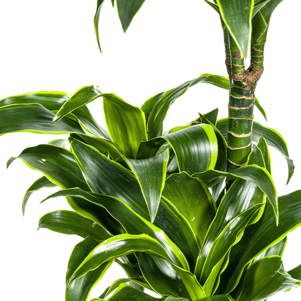 Dracaena Deremensis Dorado inkl. Naturkorb – Höhe 100-120cm – Ø21cm – Pflegeleichte Zimmerpflanze mit glänzenden Blättern – Plant