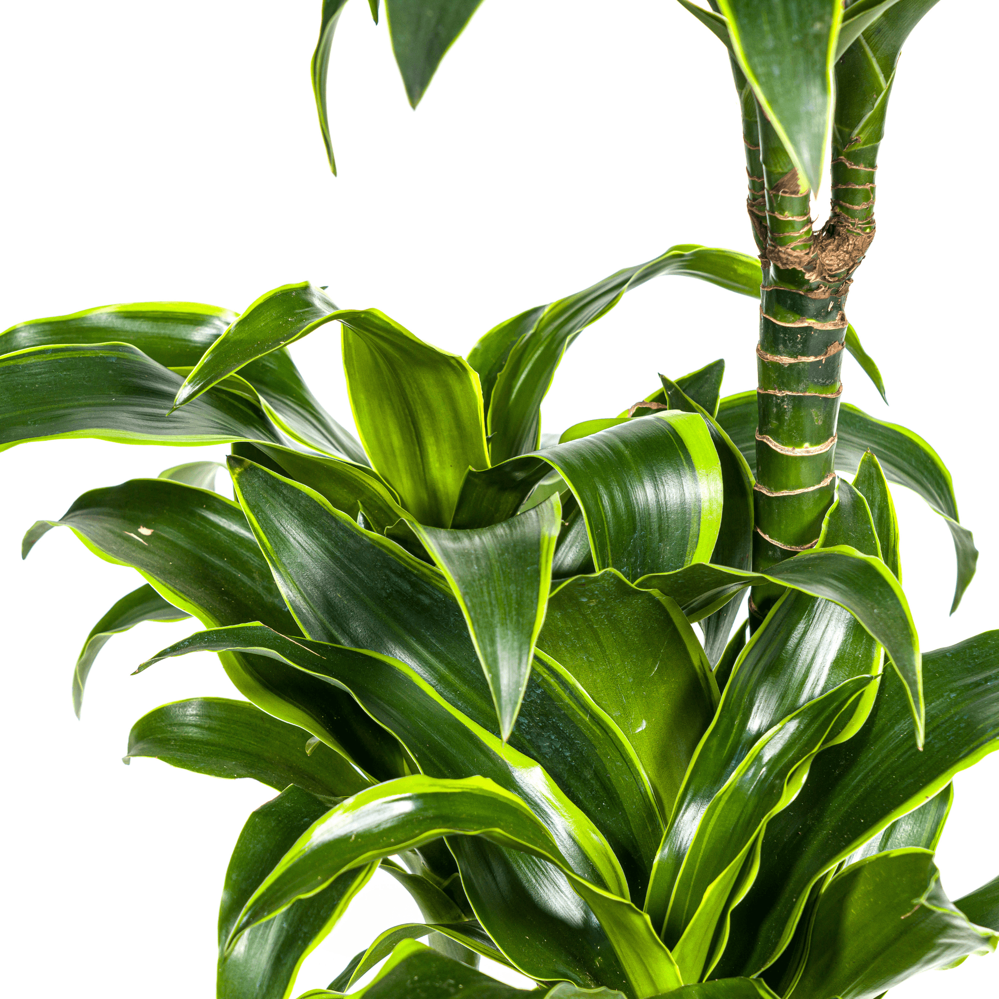 Dracaena Deremensis Dorado inkl. Naturkorb – Höhe 100-120cm – Ø21cm – Pflegeleichte Zimmerpflanze mit glänzenden Blättern – Plant