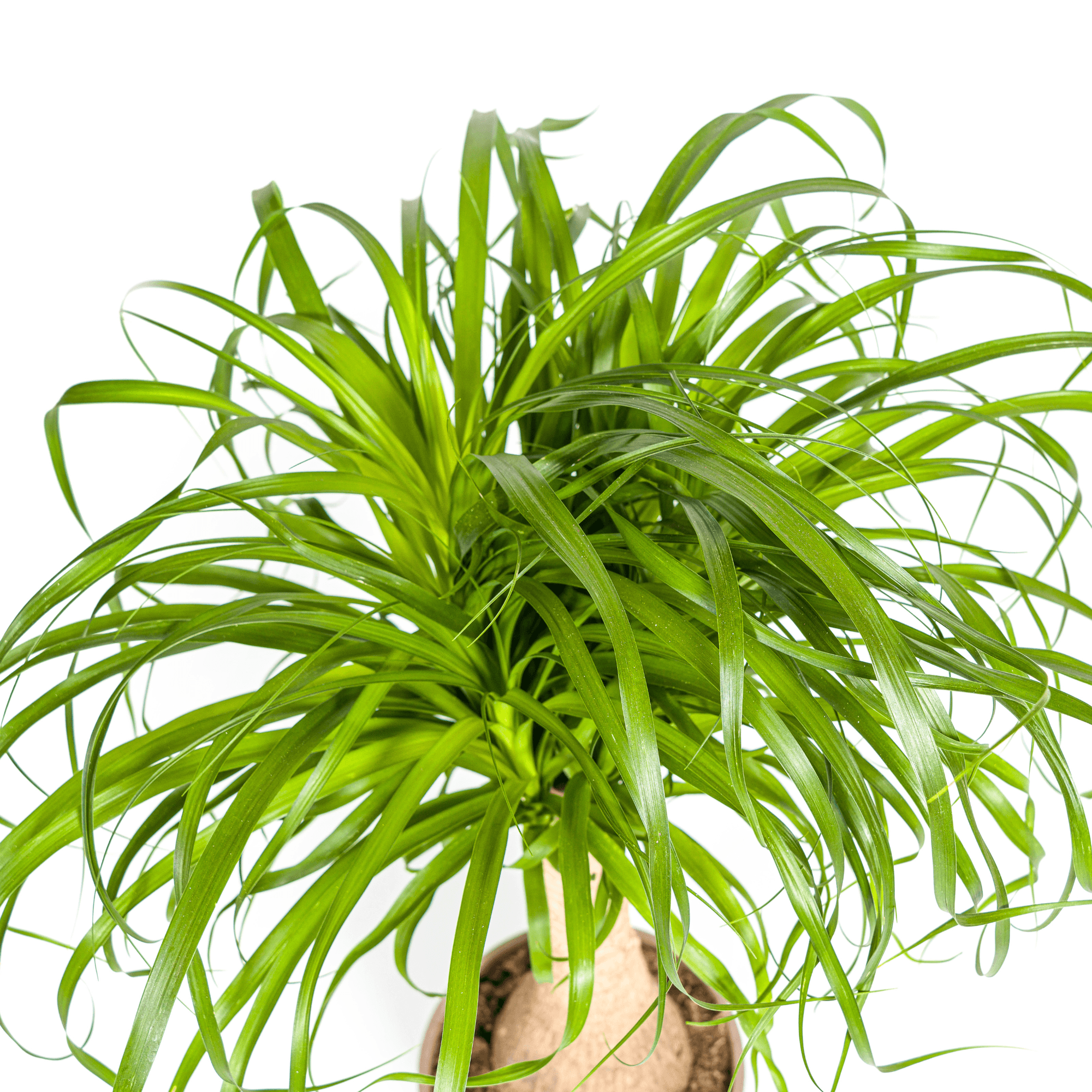 Elefantenfuß Beaucarnea Recurvata – Zimmerpflanze – Ø21cm – 60-80cm Höhe – Trockenheitsverträglich & pflegeleicht – Plant