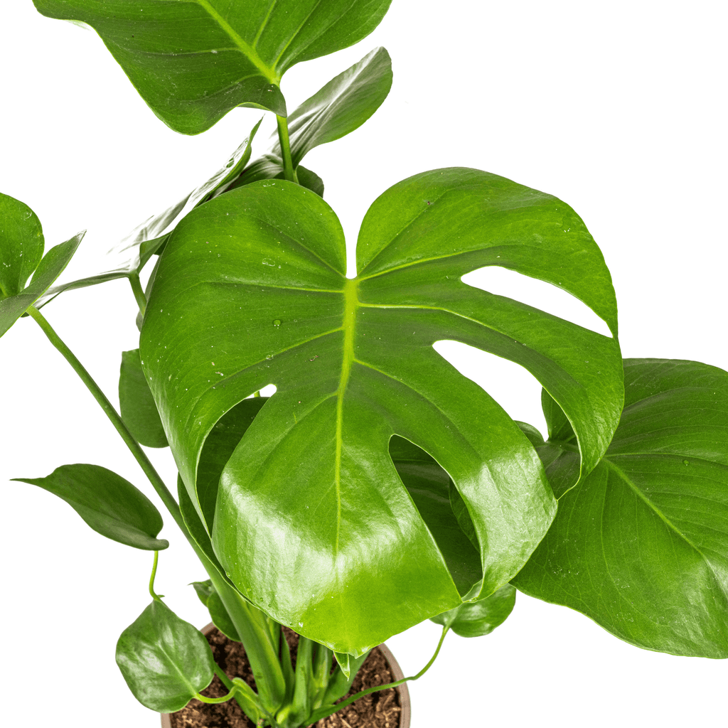 Fensterblatt Monstera Deliciosa Tauerii – Zimmerpflanze – Ø17cm – 50-70cm hoch – üppige, grüne Kletterpflanze – Plant