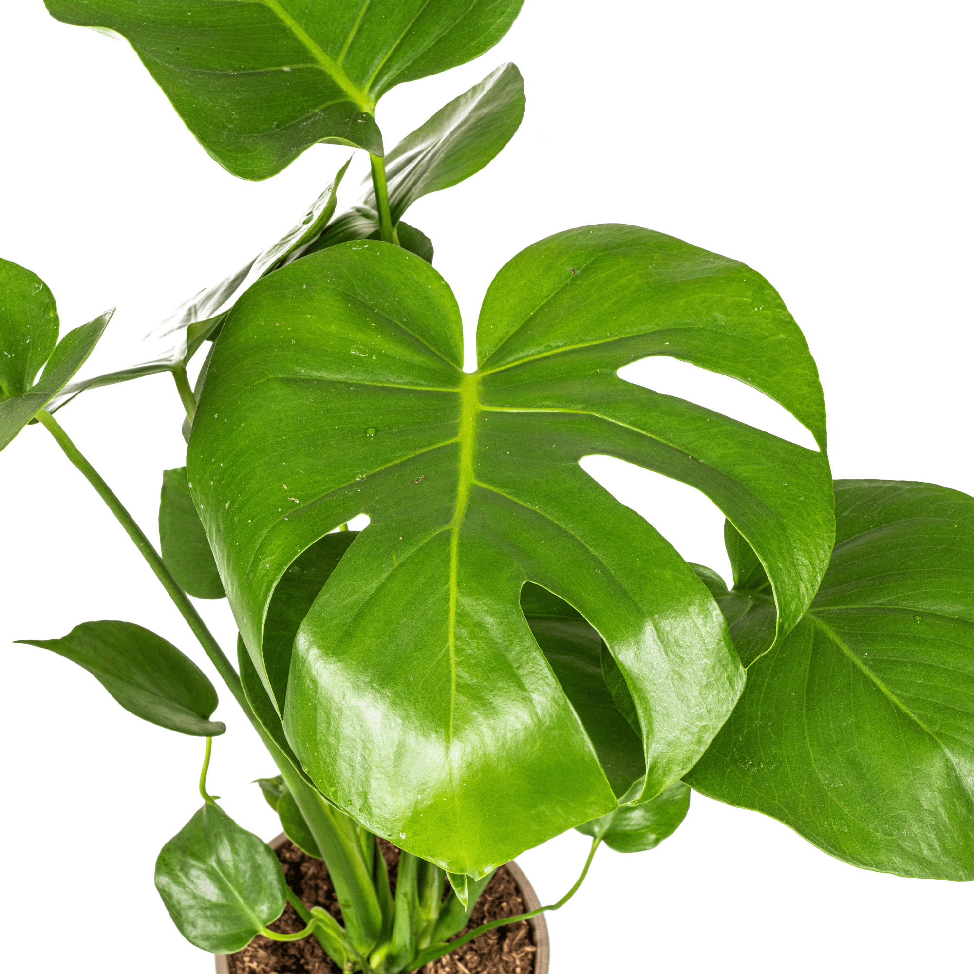 Fensterblatt Monstera Deliciosa Tauerii – Zimmerpflanze – Ø17cm – 50-70cm hoch – üppige, grüne Kletterpflanze – Plant