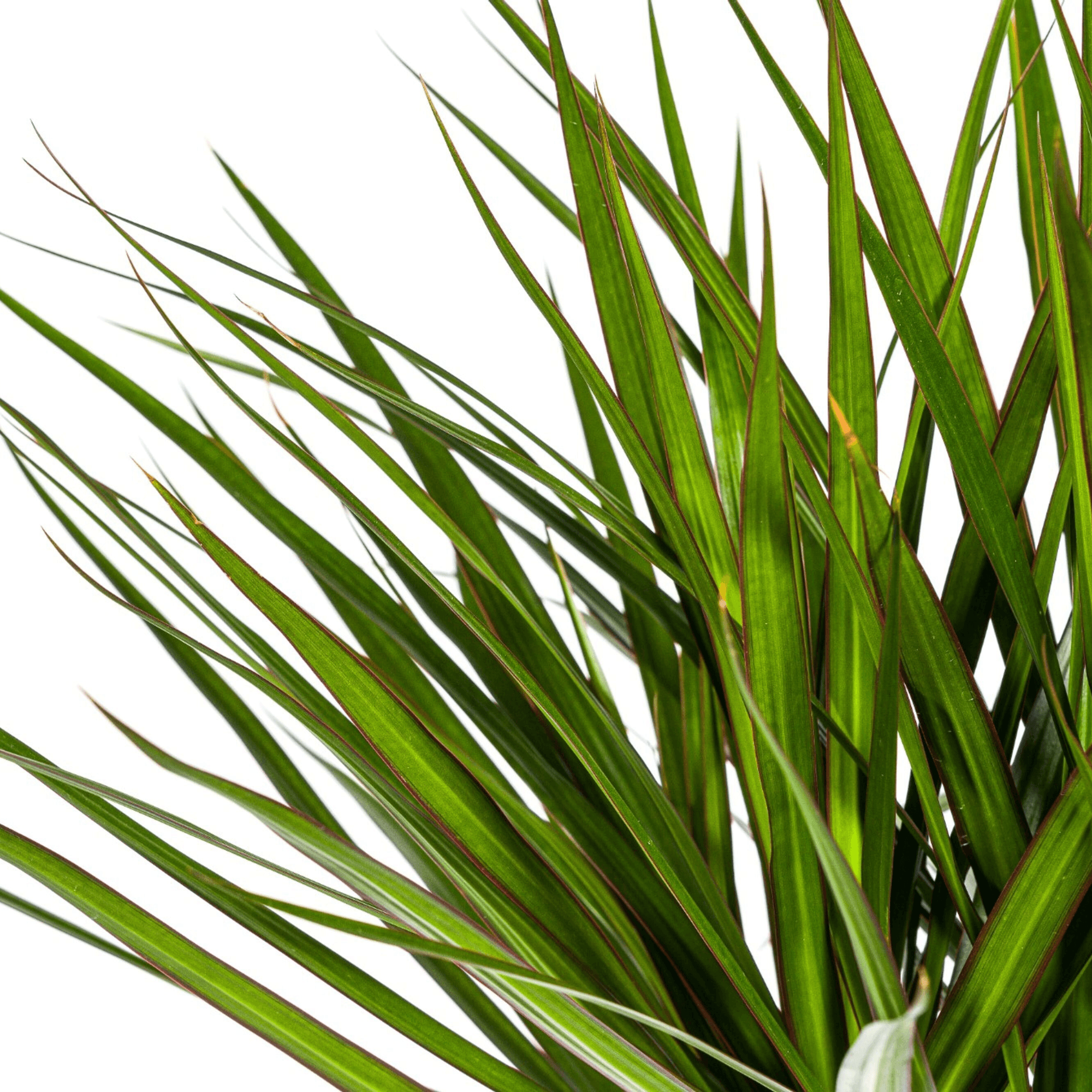 Dracaena Marginata Green inkl. Naturkorb – Höhe 130-150cm – Ø24cm – Elegante Zimmerpflanze mit schmalen, grünen Blättern – Plant