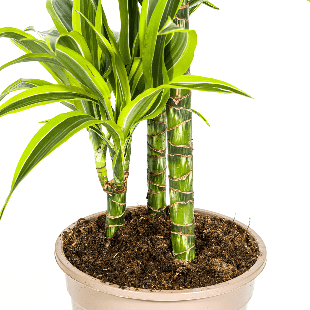 Dracaena Deremensis Lemon Lime inkl. Naturkorb – Höhe 90-110cm Ø21cm – Tropische Zimmerpflanze mit zweifarbigem Blattwerk – Ideal für Zuhause & Büro – Plant