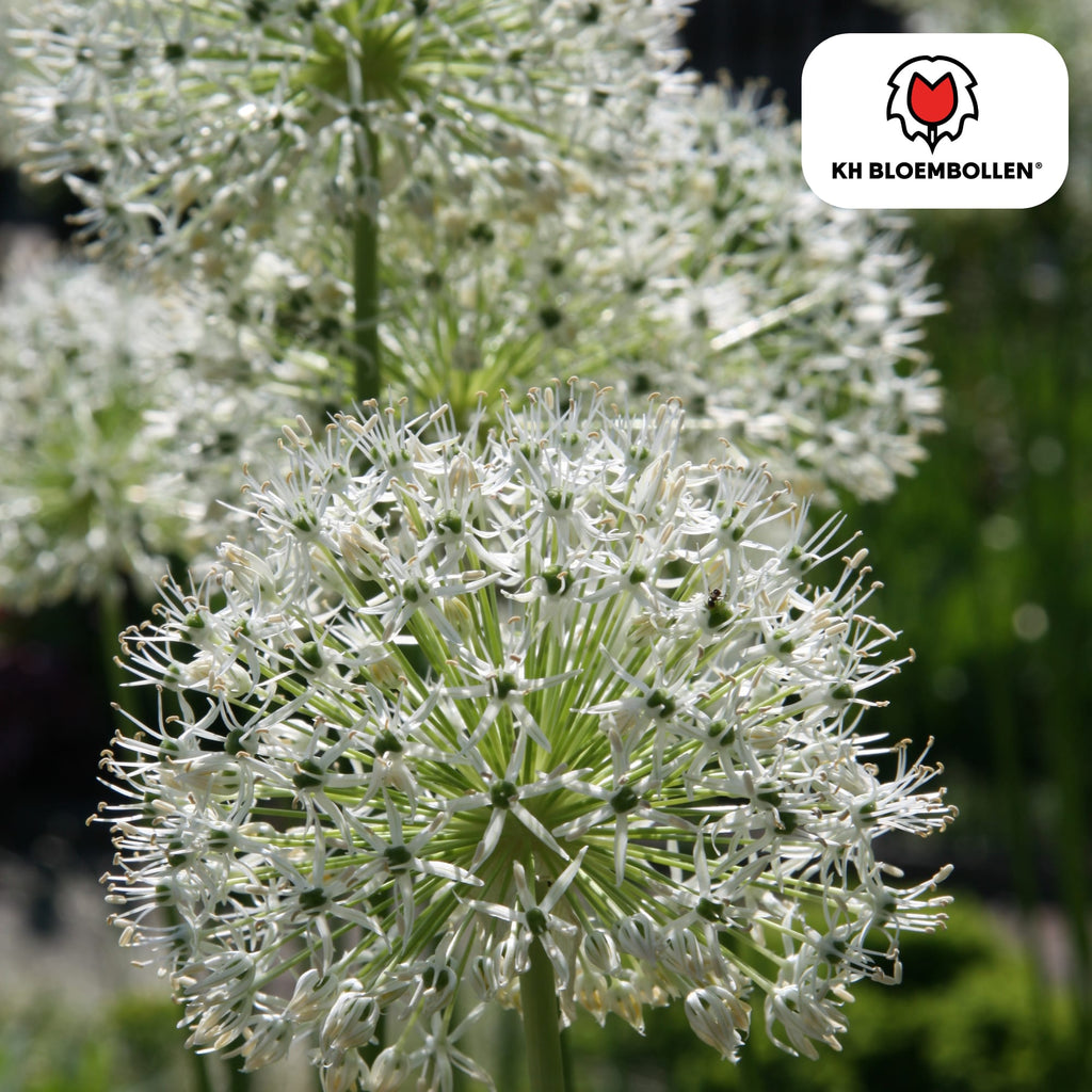 Allium 'White Giant' – Zierlauch – große, reinweiße Blütenkugeln – imposante Sommerblüher – 5 Blumenzwiebeln – ↕120cm – ideal für Beet & Rabatte – Plant