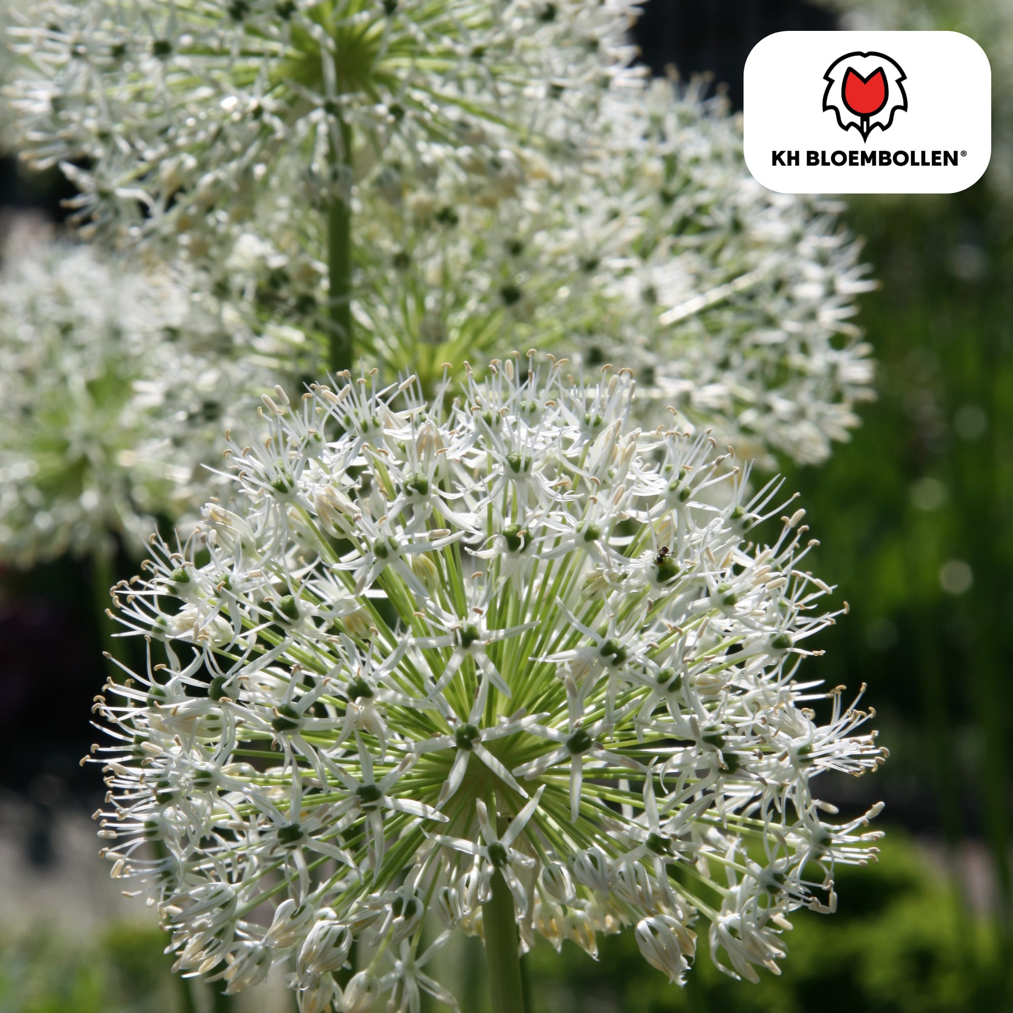 Allium 'White Giant' – Zierlauch – große, reinweiße Blütenkugeln – imposante Sommerblüher – 5 Blumenzwiebeln – ↕120cm – ideal für Beet & Rabatte – Plant