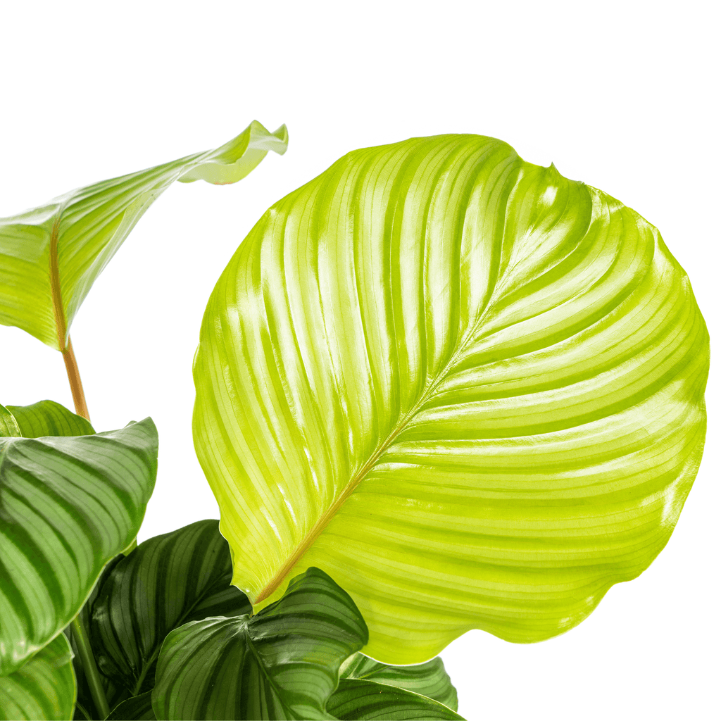 Korbmarante Calathea Orbifolia – Ø17cm – ca. 40-50cm hoch – Zimmerpflanze mit großen, silbrig – grünen Blättern – Für Wohnzimmer & Büro – Plant