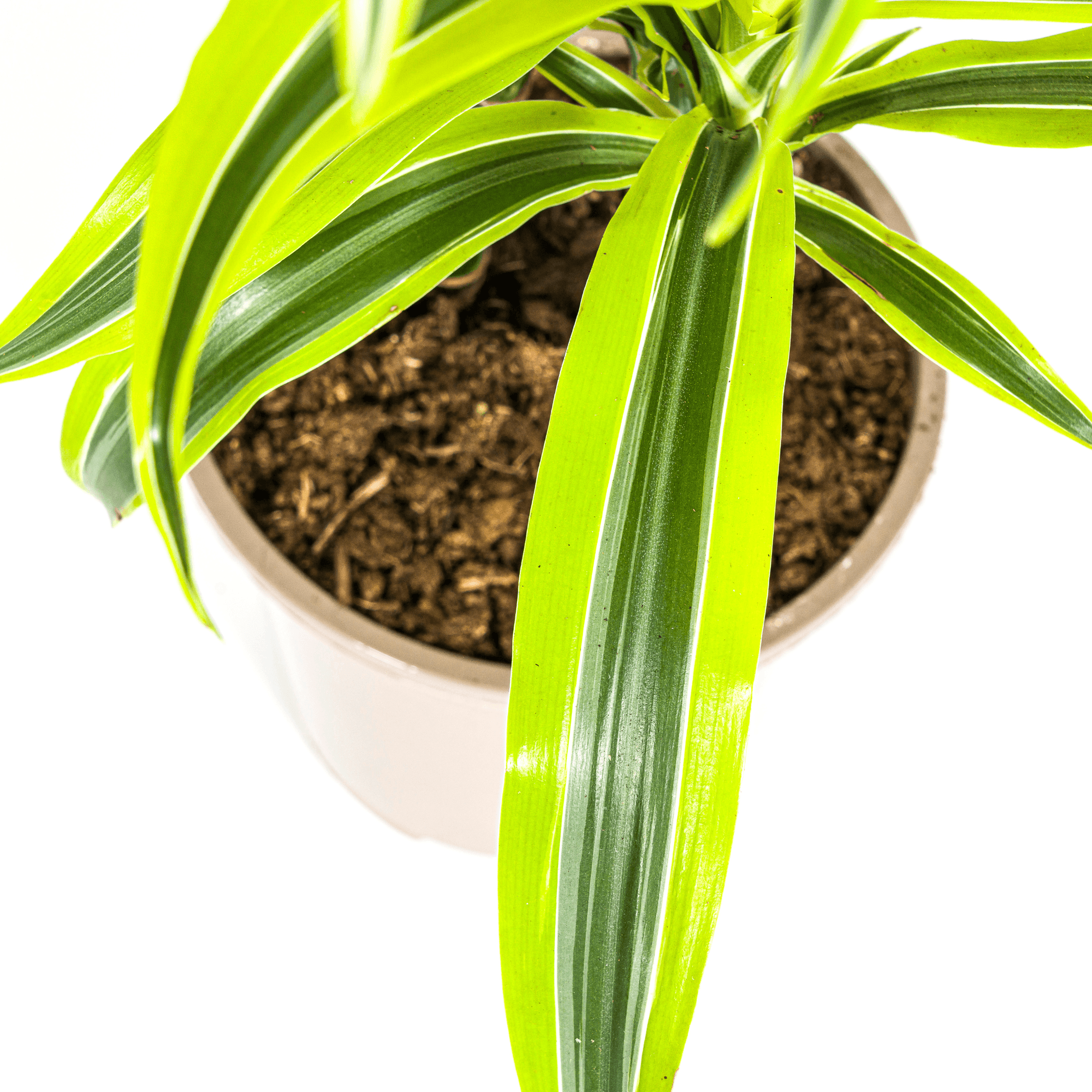 Drachenbaum Dracaena Deremensis Lemon Lime – Zimmerpflanze – Ø19cm – 70-90cm hoch – Lebendige grüne Blätter mit hellgrünem Rand – Plant