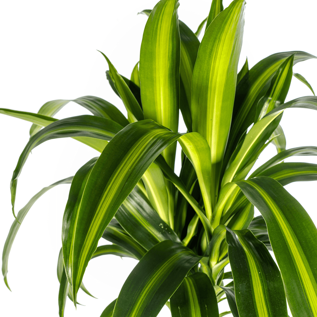 Dracaena Deremensis Hawaiian Sunshine inkl. Naturkorb – Höhe 130-150cm – Ø24cm – Tropische Zimmerpflanze mit zweifarbigem Laub – Plant