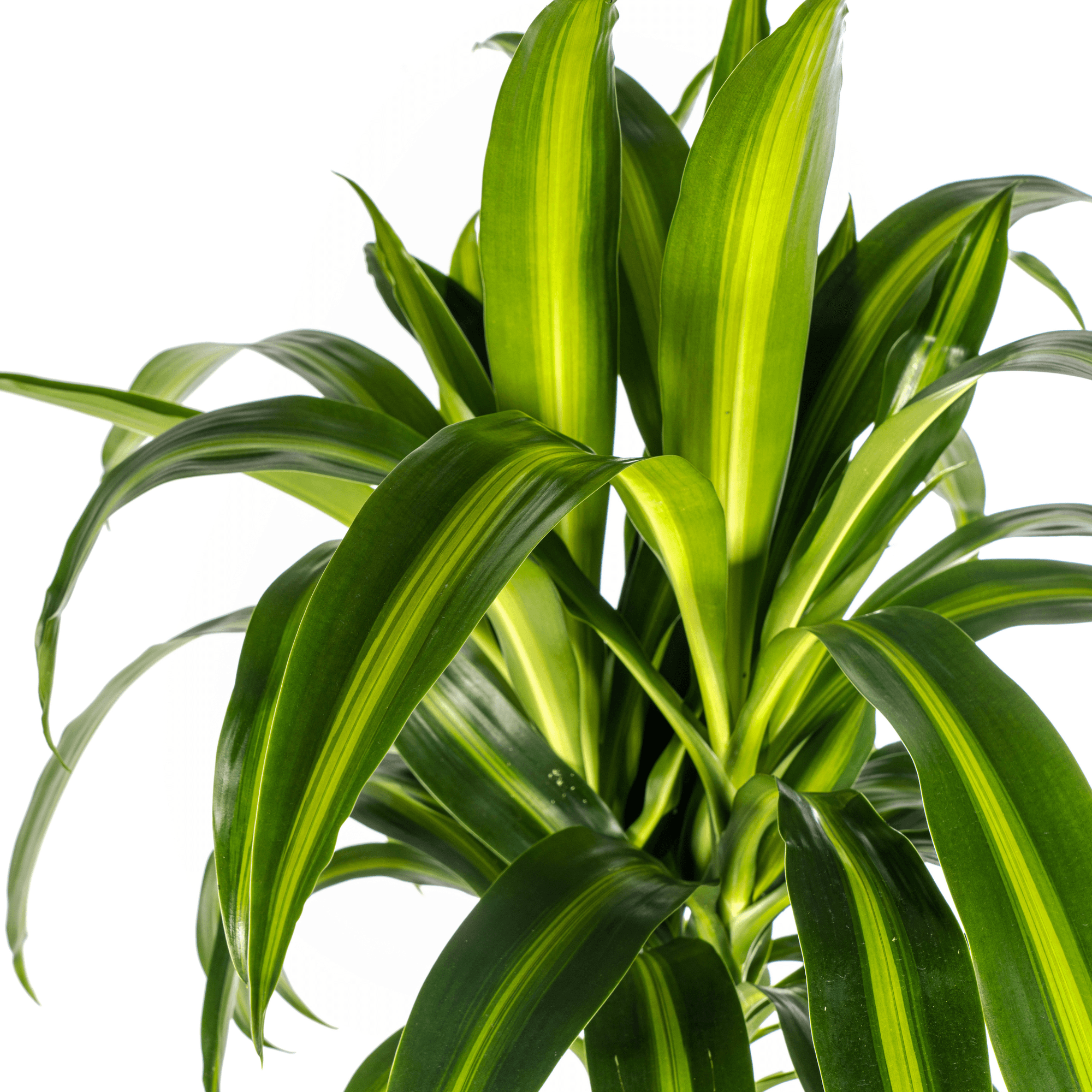 Dracaena Deremensis Hawaiian Sunshine inkl. Naturkorb – Höhe 130-150cm – Ø24cm – Tropische Zimmerpflanze mit zweifarbigem Laub – Plant