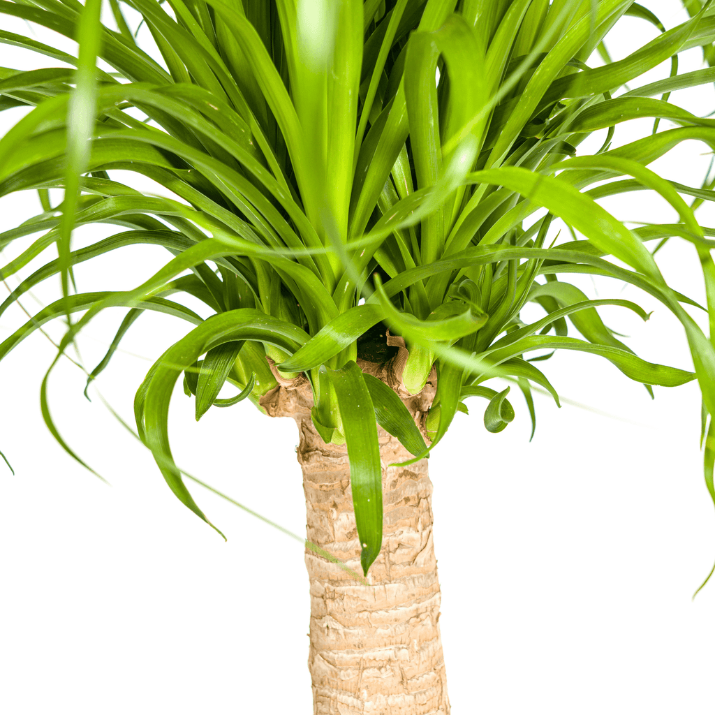 Beaucarnea Recurvata inkl. Naturkorb – Höhe 60-80cm – Ø21cm – Elefantenfuß Zimmerpflanze mit markantem Stamm – Plant