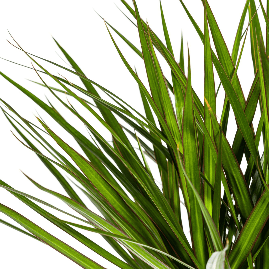 Drachenbaum Dracaena Marginata Green – Zimmerpflanze – Ø24cm – 130-150cm hoch – Schlanke, dunkelgrüne Blätter – Pflegeleicht & modern – Plant