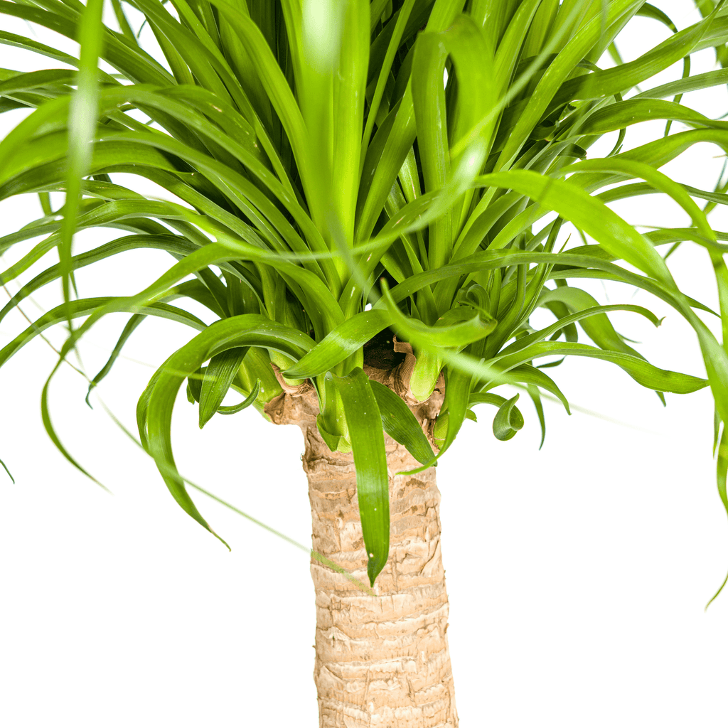 Elefantenfuß Beaucarnea Recurvata – Zimmerpflanze – Ø21cm – 60-80cm Höhe – Trockenheitsverträglich & pflegeleicht – Plant