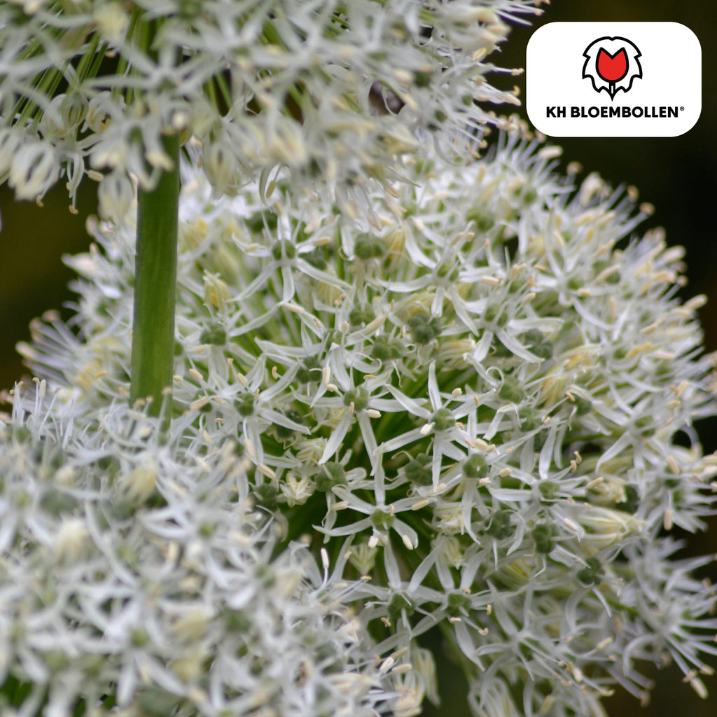 Allium 'White Giant' – Zierlauch – große, reinweiße Blütenkugeln – imposante Sommerblüher – 5 Blumenzwiebeln – ↕120cm – ideal für Beet & Rabatte – Plant