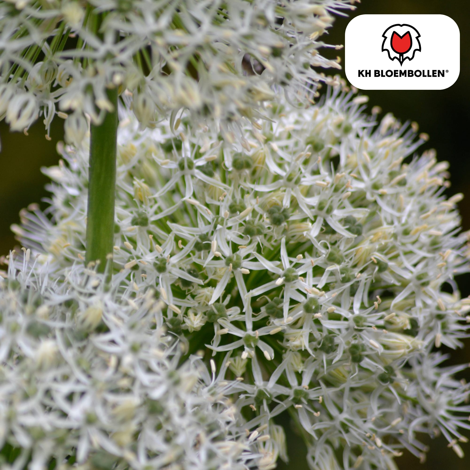 Allium 'White Giant' – Zierlauch – große, reinweiße Blütenkugeln – imposante Sommerblüher – 5 Blumenzwiebeln – ↕120cm – ideal für Beet & Rabatte – Plant