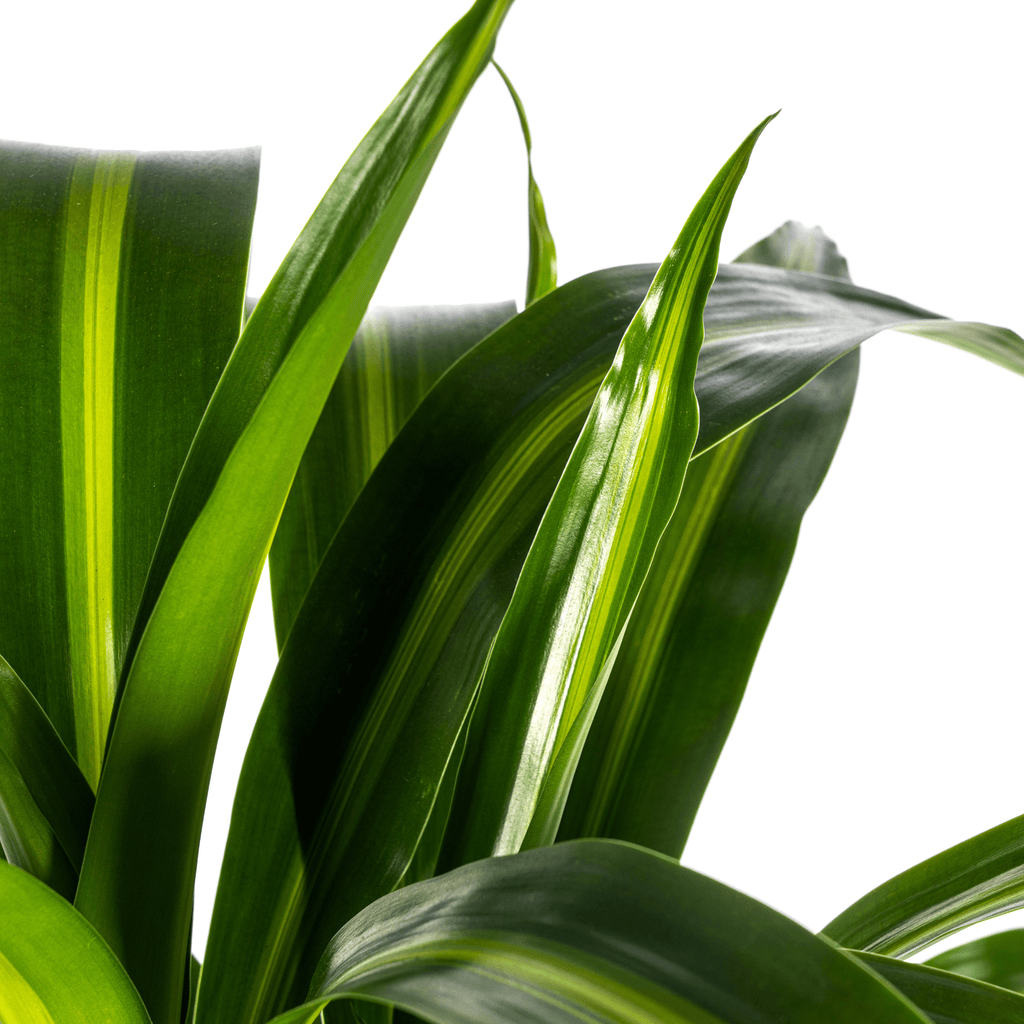 Drachenbaum – Dracaena Deremensis ‘Hawaiian Sunshine’ – Zimmerpflanze – Ø21cm – Höhe 90-110cm – Tropisches Flair mit gelb – grünem Laub – Plant