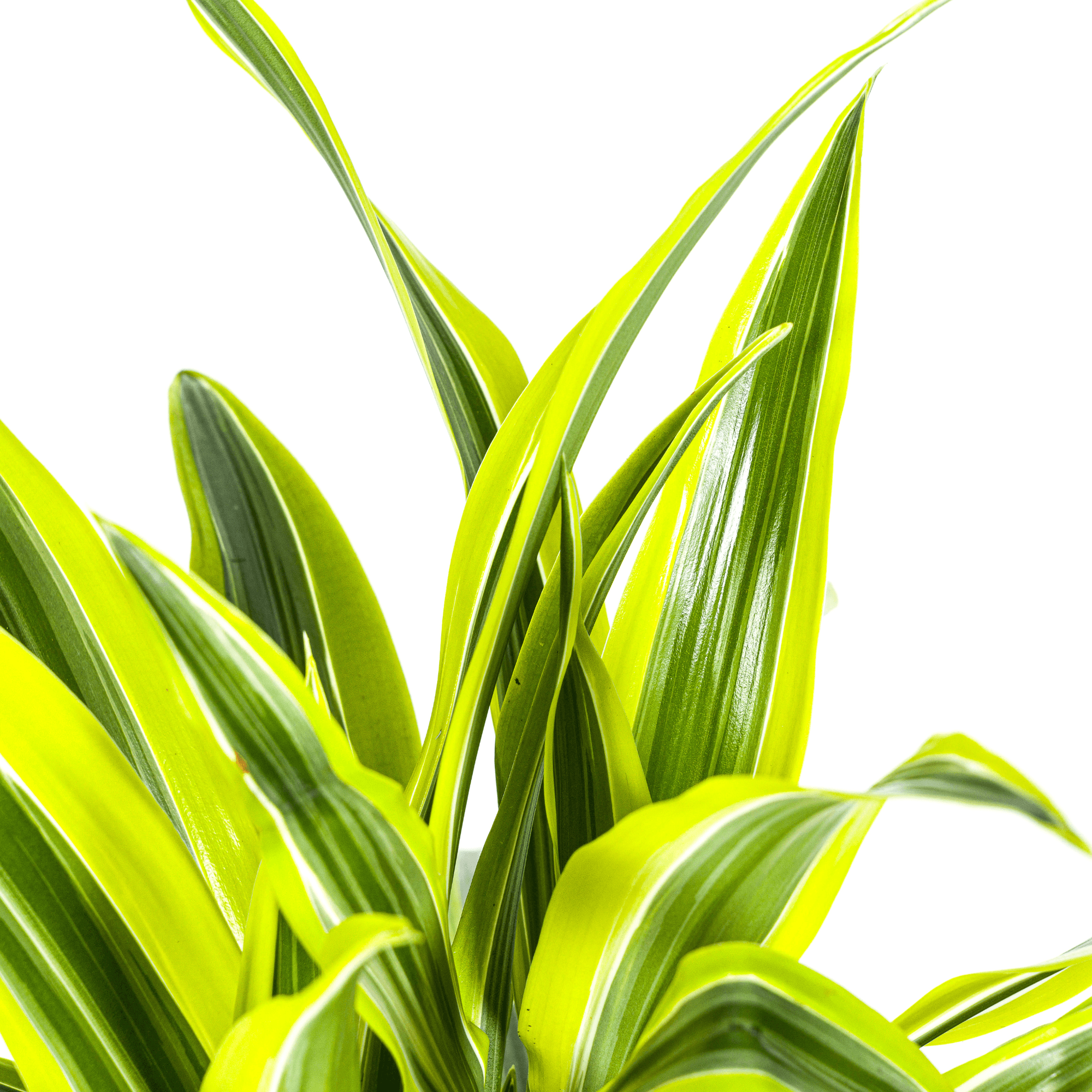 Drachenbaum Dracaena Deremensis Lemon Lime – Zimmerpflanze – Ø19cm – 70-90cm hoch – Lebendige grüne Blätter mit hellgrünem Rand – Plant
