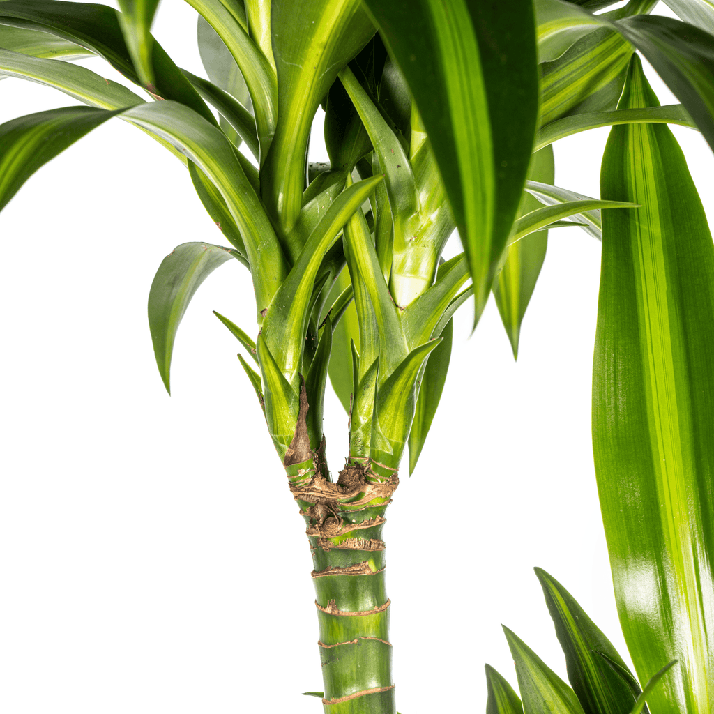 Dracaena Deremensis Hawaiian Sunshine inkl. Naturkorb – Höhe 130-150cm – Ø24cm – Tropische Zimmerpflanze mit zweifarbigem Laub – Plant