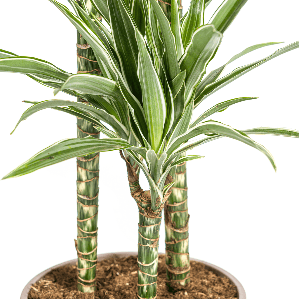 Dracaena Deremensis White Stripe inkl. Naturkorb – Höhe 130-150cm – Ø24cm – Elegante Zimmerpflanze mit zweifarbigem Laub – Plant