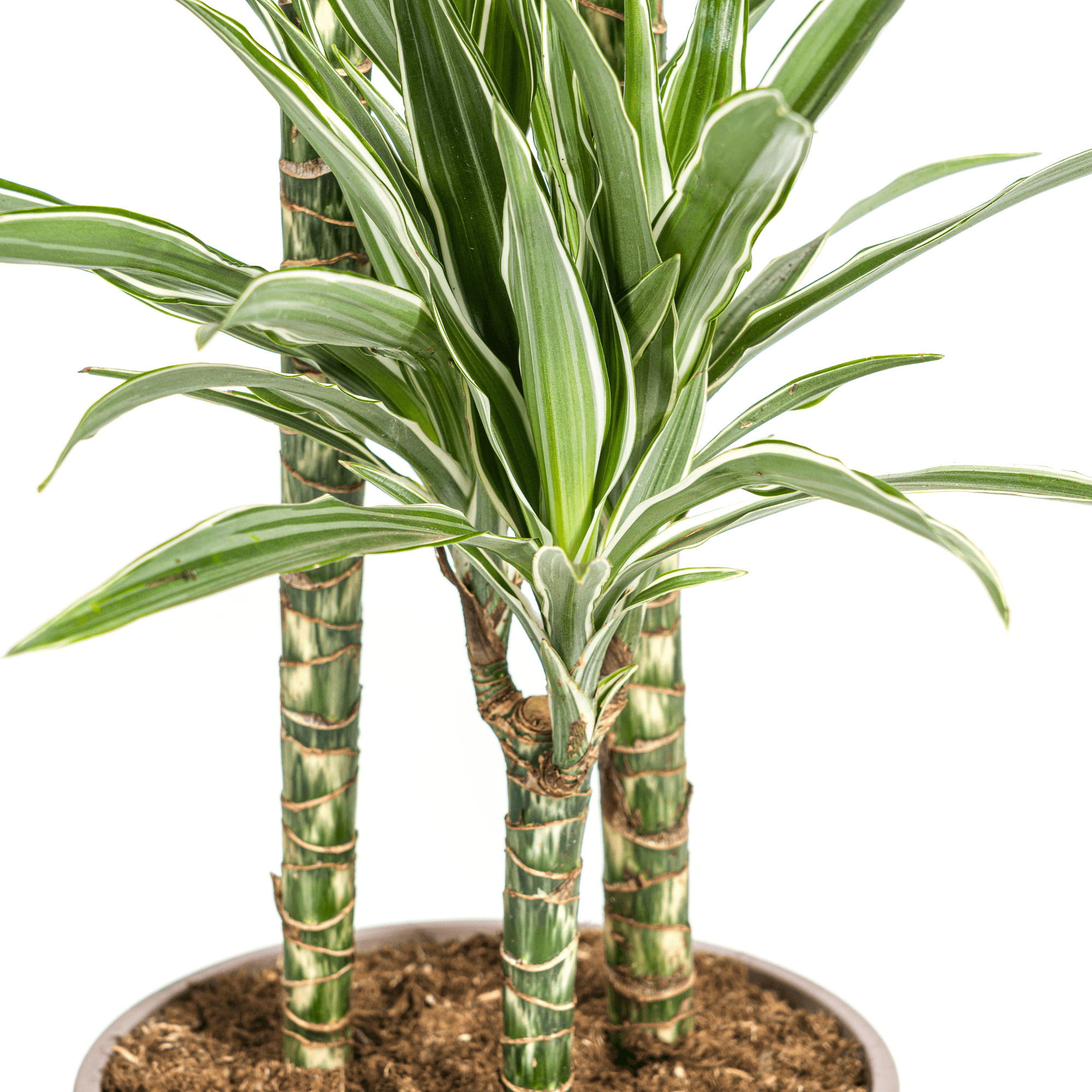 Dracaena Deremensis White Stripe inkl. Naturkorb – Höhe 130-150cm – Ø24cm – Elegante Zimmerpflanze mit zweifarbigem Laub – Plant