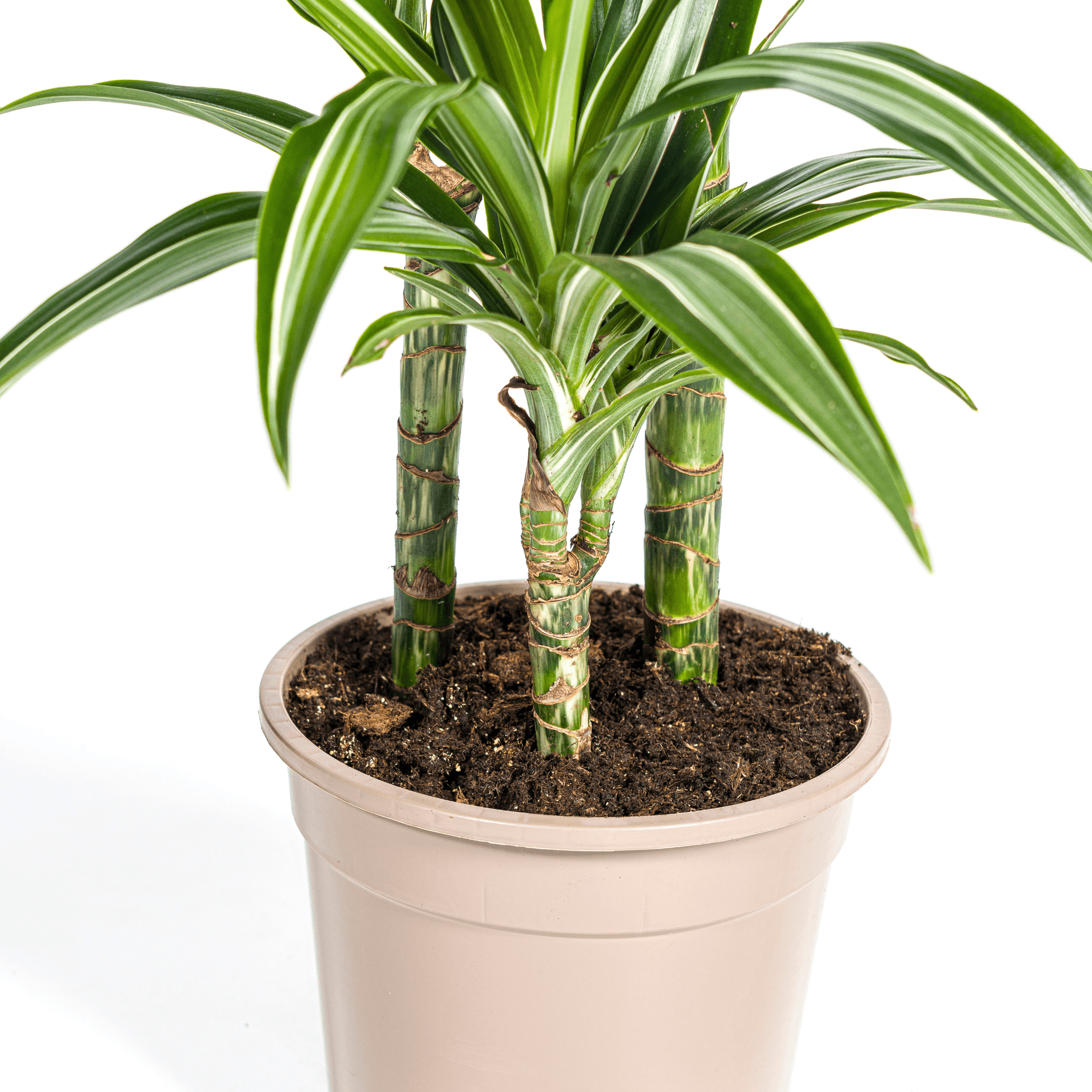 Drachenbaum – Dracaena Deremensis White Stripe – Zimmerpflanze – Ø21cm – ↕90-110cm – Pflegeleichte Grünpflanze mit dekorativen Blättern – Plant