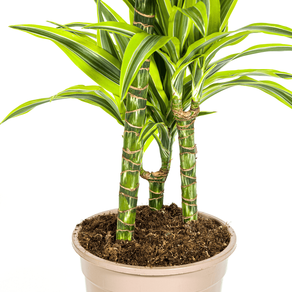 Drachenbaum Dracaena Deremensis Lemon Lime – Zimmerpflanze – Ø21cm – 90-110cm hoch – Schlanke grüne Blätter mit hellgrünem Rand – Plant