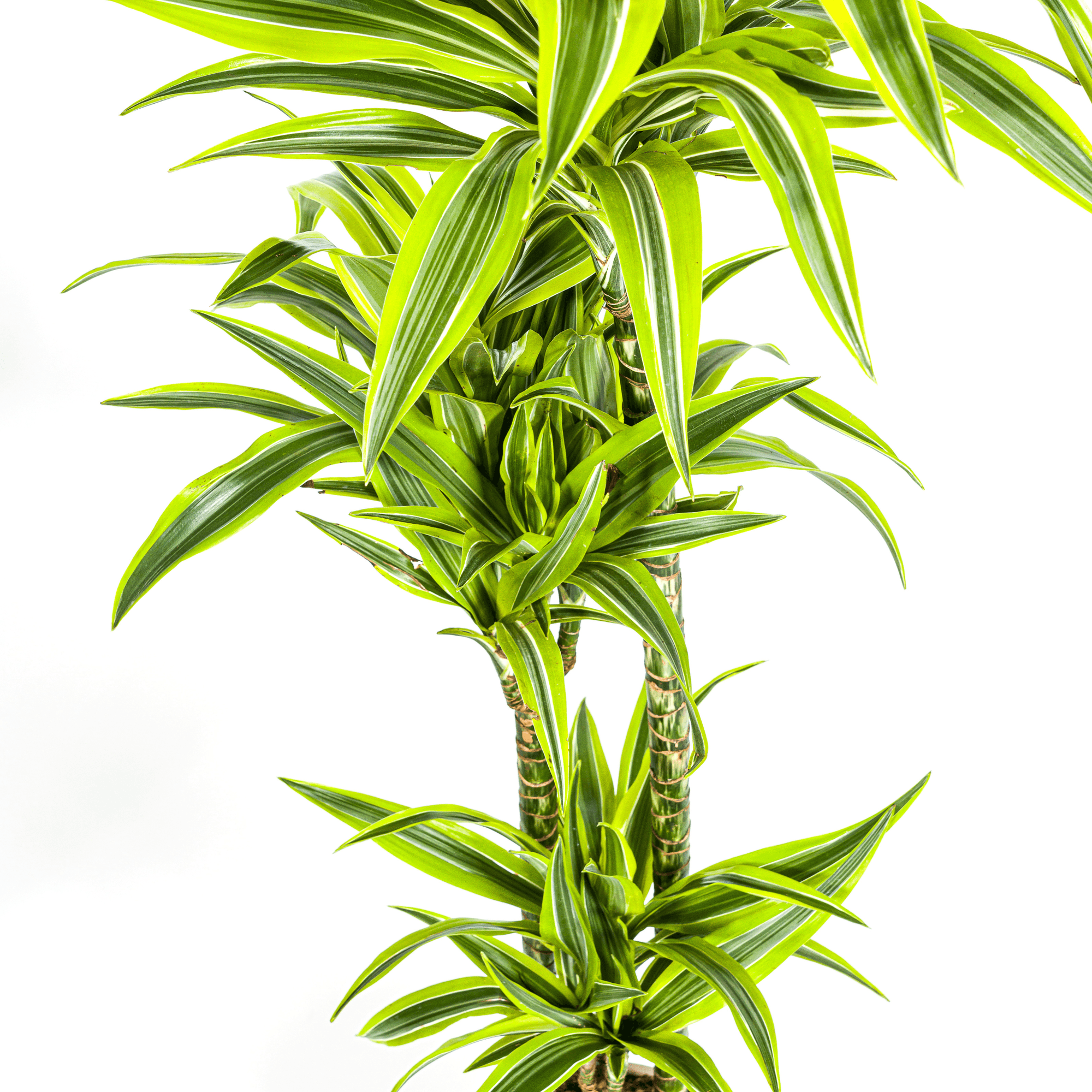 Dracaena Deremensis Lemon Lime inkl. Naturkorb – Höhe 130-150cm – Ø24cm – Zweifarbige Zimmerpflanze mit leuchtend grünen Blättern – Plant