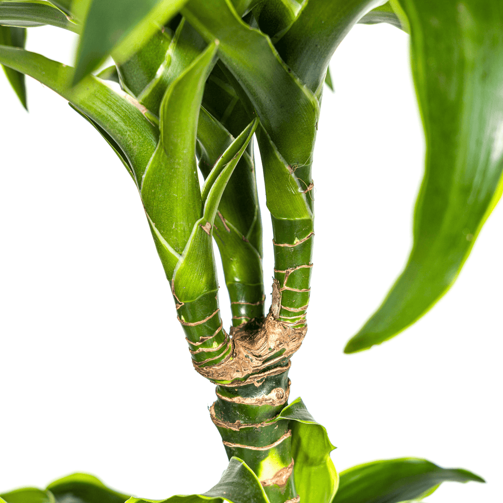 Dracaena Deremensis Dorado inkl. Naturkorb – Höhe 120-140cm – Ø24cm – Pflegeleichte & luftreinigende Zimmerpflanze – Plant