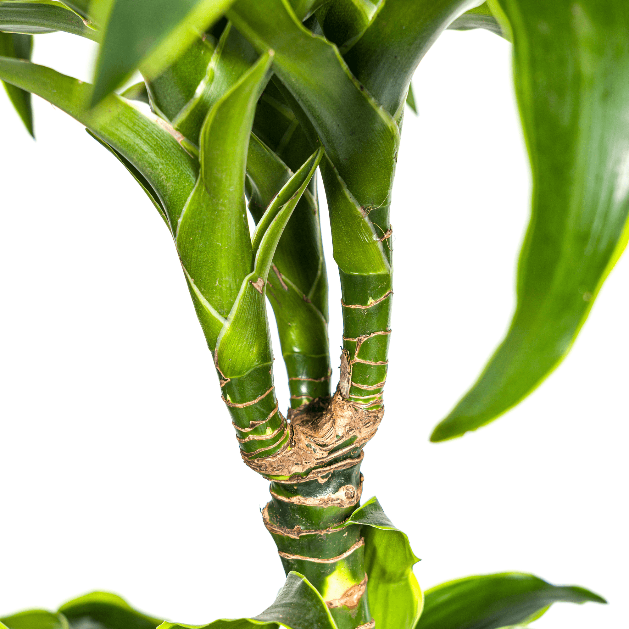 Dracaena Deremensis Dorado inkl. Naturkorb – Höhe 120-140cm – Ø24cm – Pflegeleichte & luftreinigende Zimmerpflanze – Plant
