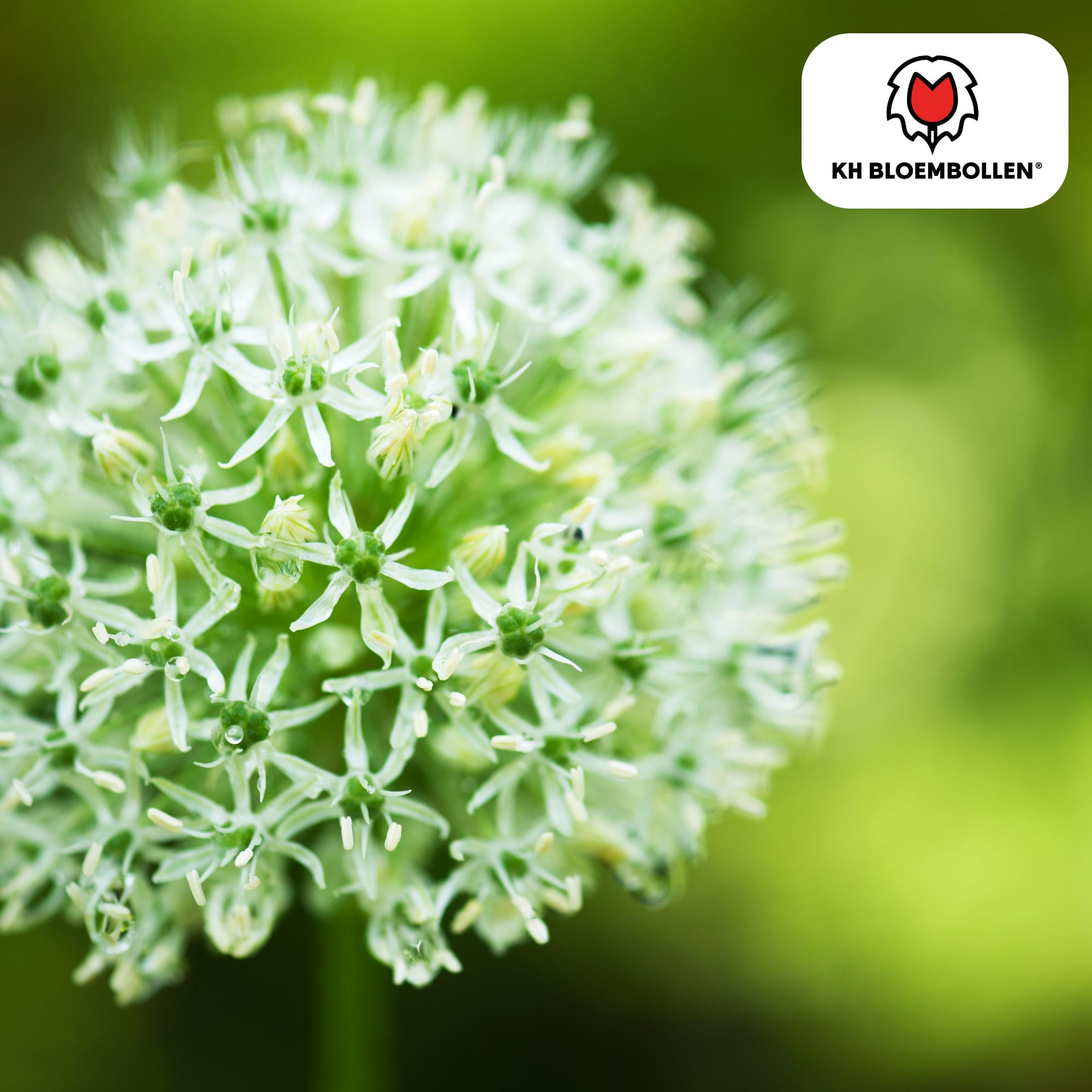 Allium 'White Giant' – Zierlauch – große, reinweiße Blütenkugeln – imposante Sommerblüher – 5 Blumenzwiebeln – ↕120cm – ideal für Beet & Rabatte – Plant