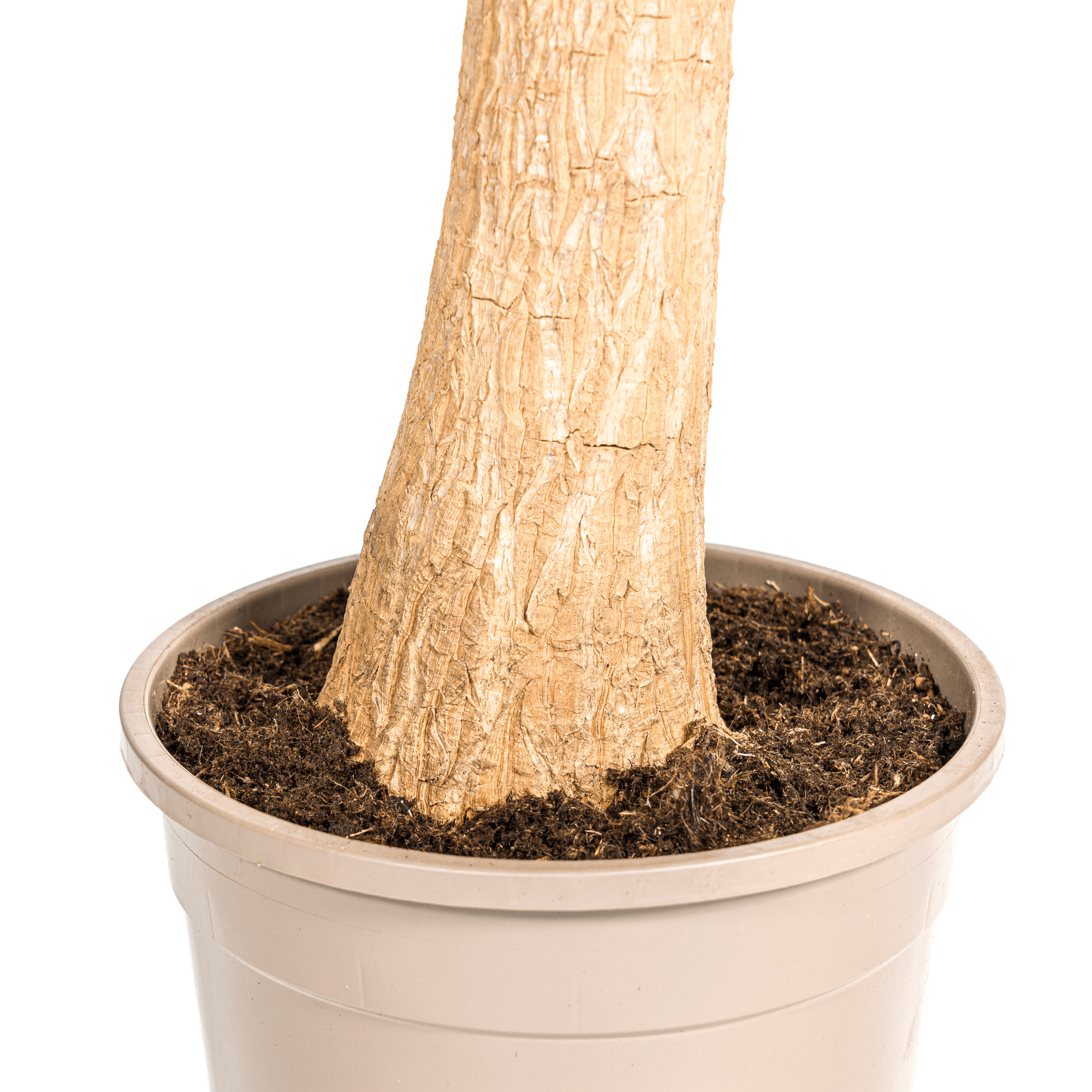 Beaucarnea Recurvata inkl. Naturkorb – Höhe 80-100cm – Ø24cm – Elefantenfuß Zimmerpflanze mit markantem Stamm