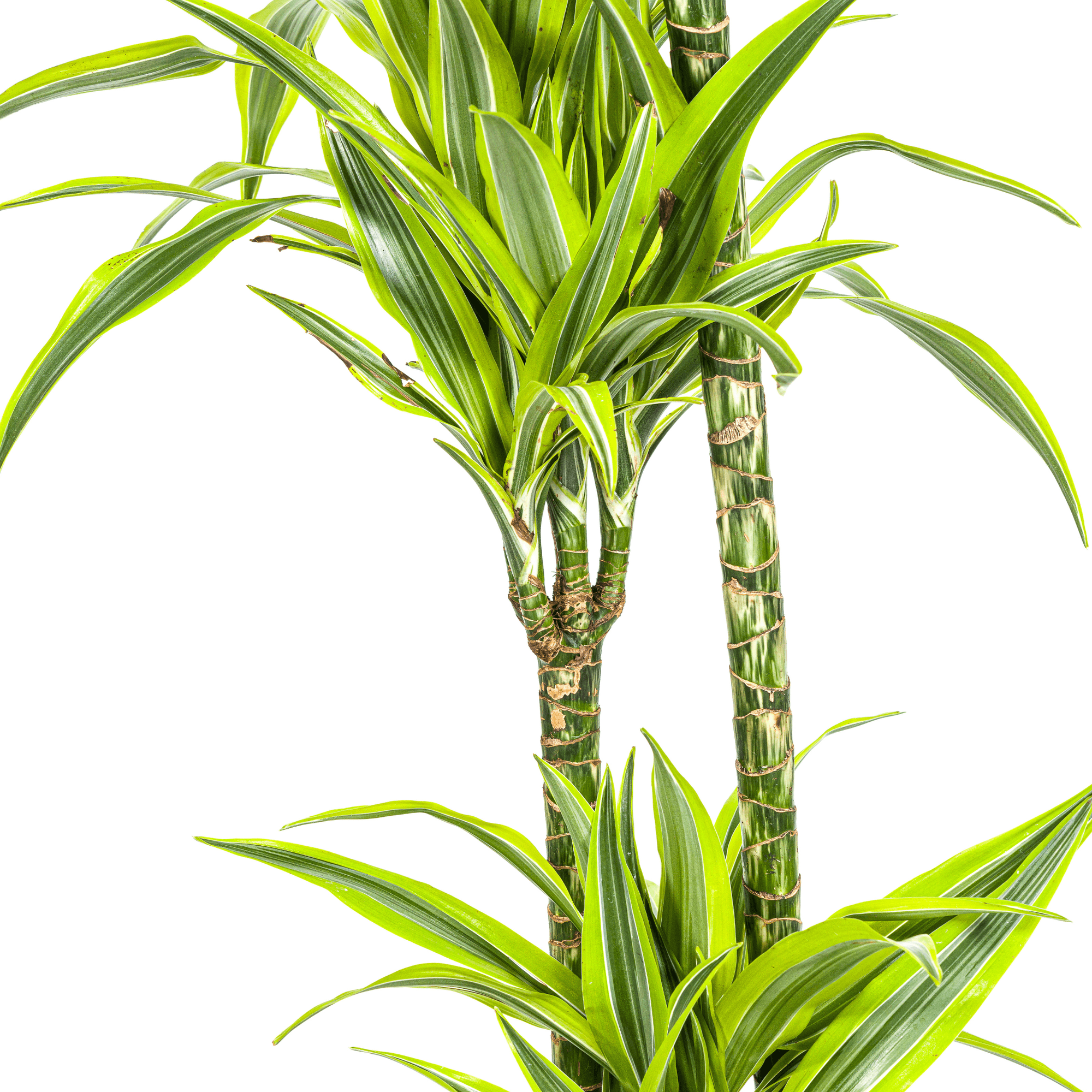 Dracaena Deremensis Lemon Lime inkl. Naturkorb – Höhe 130-150cm – Ø24cm – Zweifarbige Zimmerpflanze mit leuchtend grünen Blättern – Plant