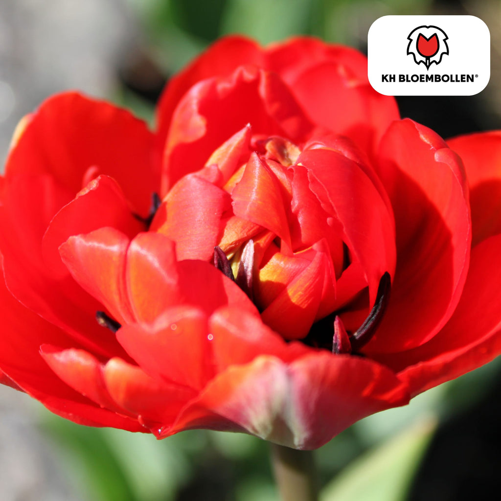 Bombastic Red Tulpenzwiebeln – 20 Blumenzwiebeln – Rote Gefüllte Pioentulpen – Für Garten & Topf – Plant