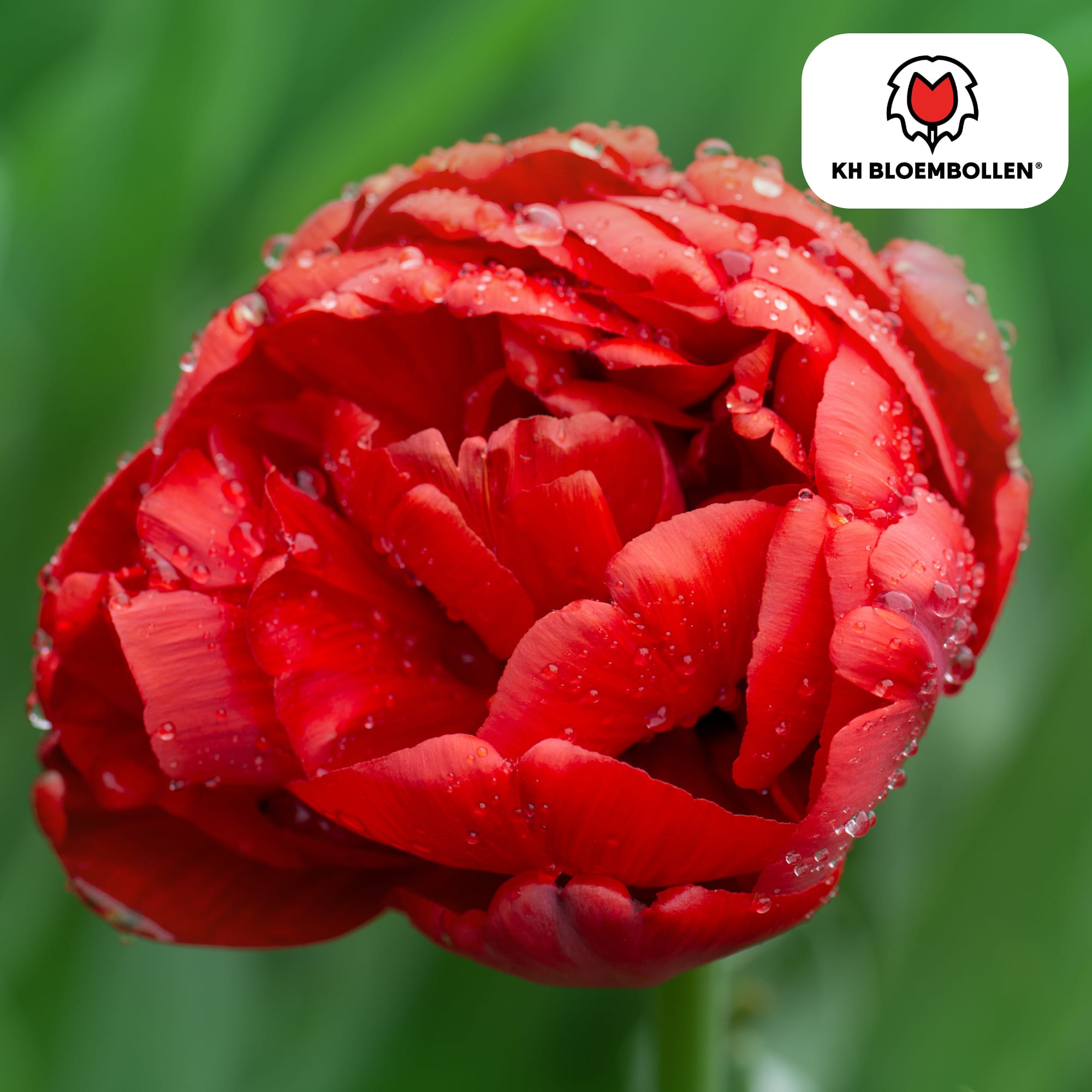 Bombastic Red Tulpenzwiebeln – 20 Blumenzwiebeln – Rote Gefüllte Pioentulpen – Für Garten & Topf – Plant