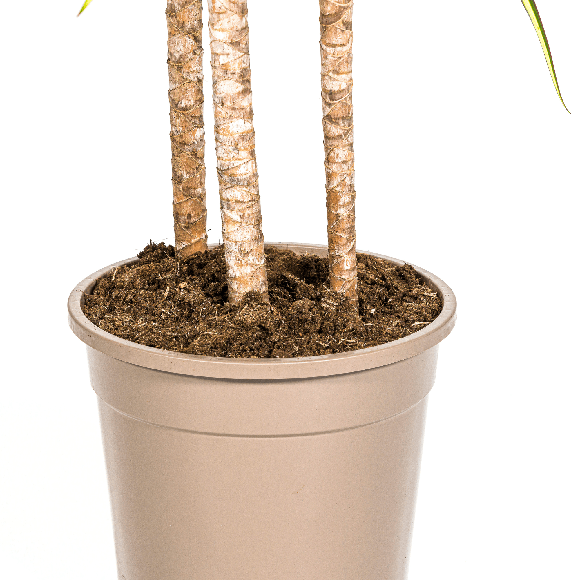 Dracaena Marginata Sunray inkl. Naturkorb – Höhe 130-150cm – Ø24cm – Tropische Zimmerpflanze mit zweifarbigem Blattwerk – Plant