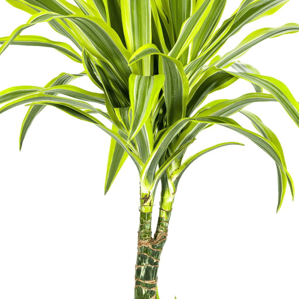 Drachenbaum Dracaena Deremensis Lemon Lime – Zimmerpflanze – Ø21cm – 90-110cm hoch – Schlanke grüne Blätter mit hellgrünem Rand – Plant