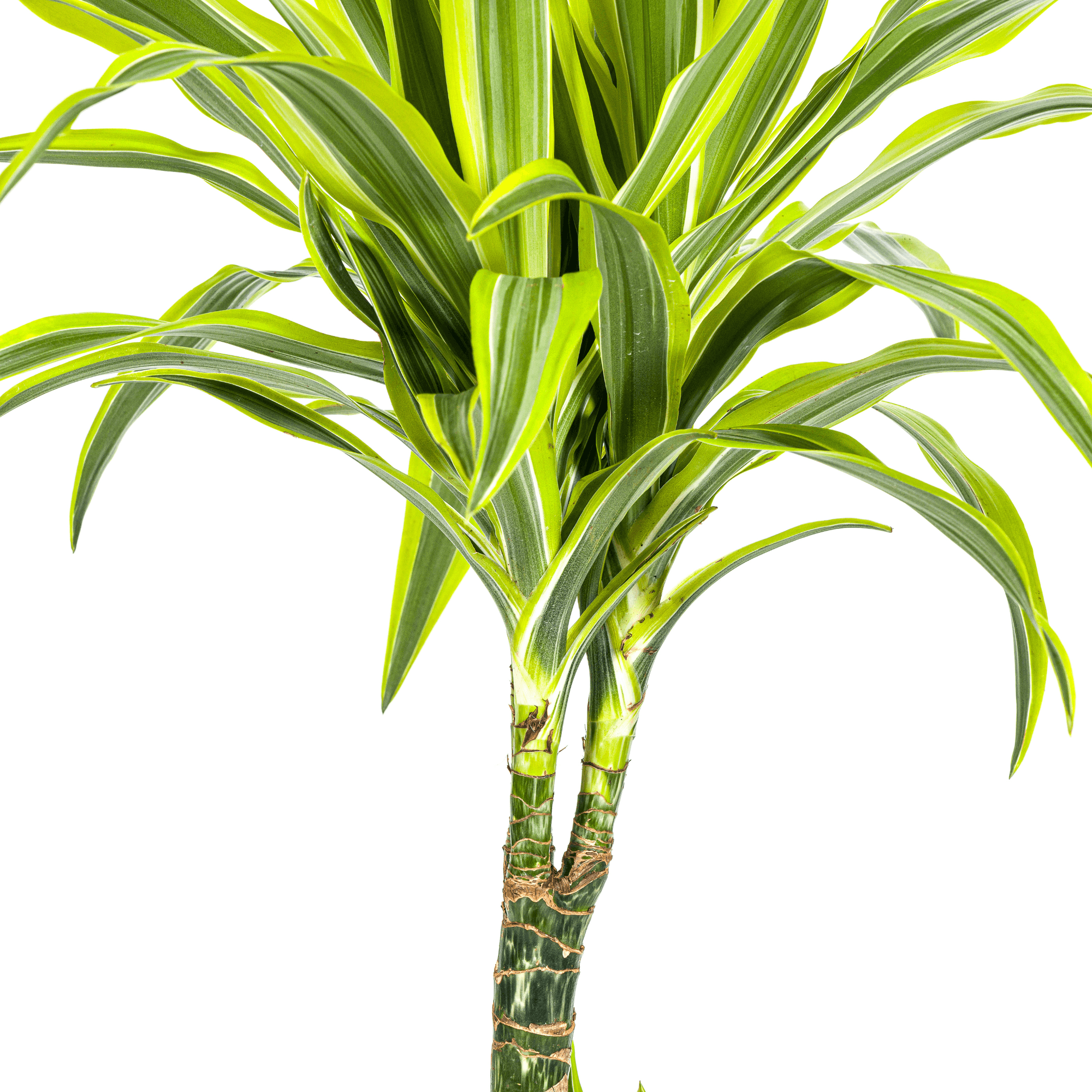 Drachenbaum Dracaena Deremensis Lemon Lime – Zimmerpflanze – Ø21cm – 90-110cm hoch – Schlanke grüne Blätter mit hellgrünem Rand – Plant