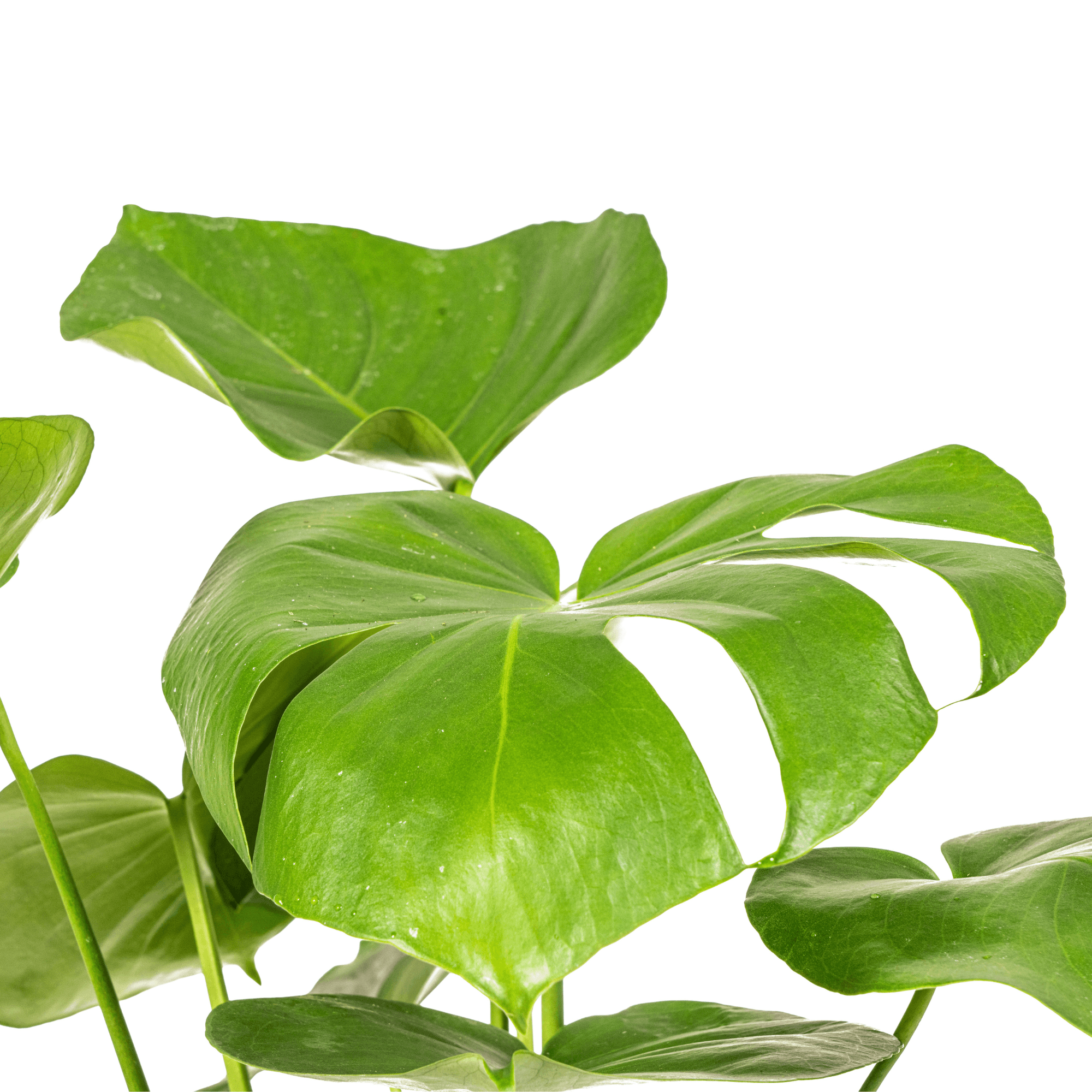 Fensterblatt Monstera Deliciosa Tauerii – Zimmerpflanze – Ø17cm – 50-70cm hoch – üppige, grüne Kletterpflanze – Plant