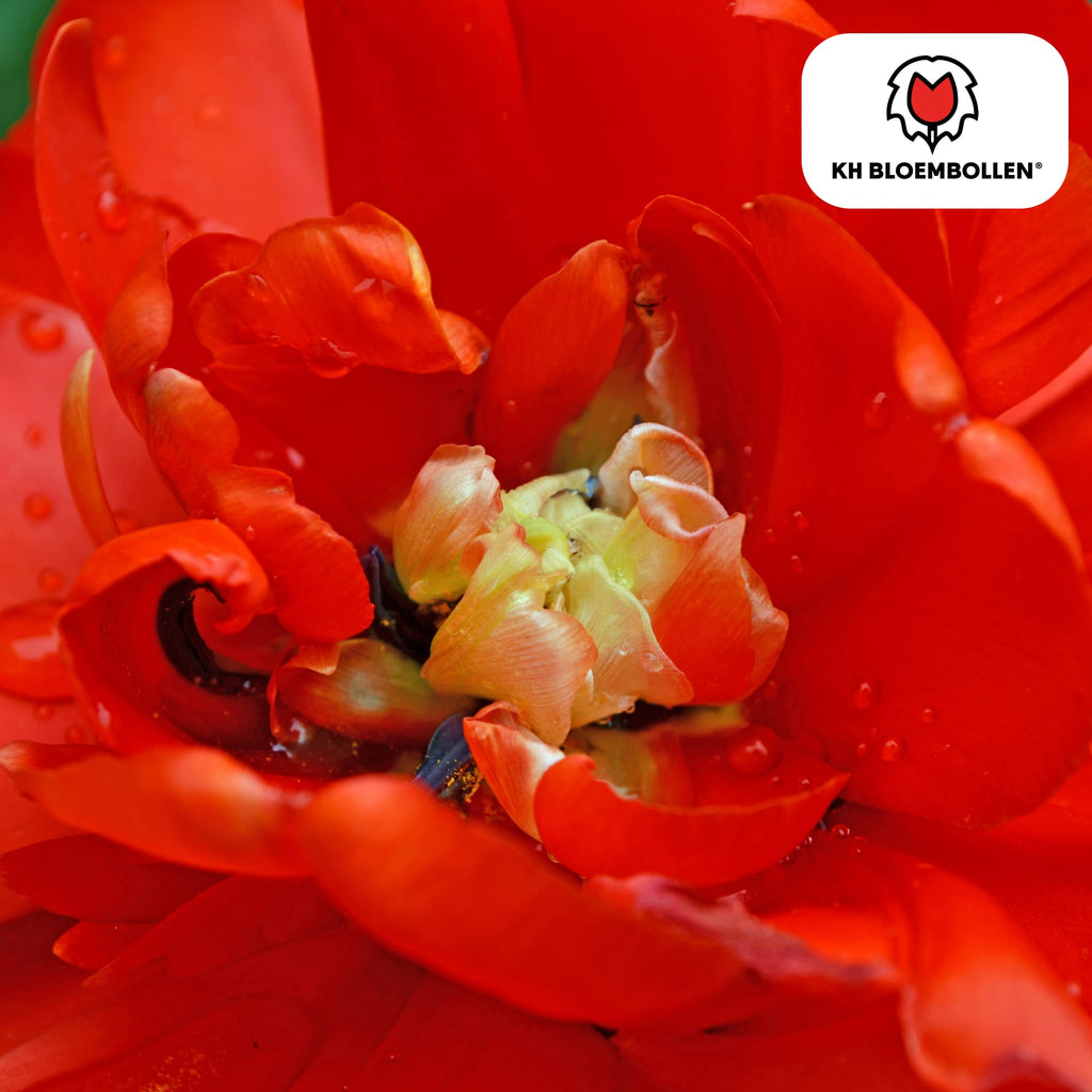 Bombastic Red Tulpenzwiebeln – 20 Blumenzwiebeln – Rote Gefüllte Pioentulpen – Für Garten & Topf – Plant