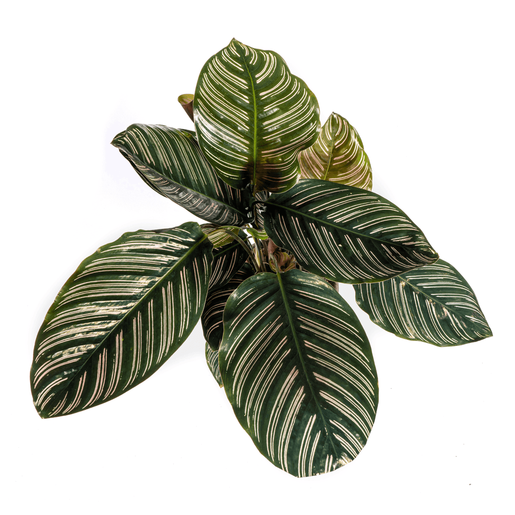 Korbmarante Calathea Ornata Sanderiana – Ø17cm – ca. 40-50cm hoch – Zimmerpflanze mit pink gestreiften Blättern – Für Wohnzimmer & Büro – Plant