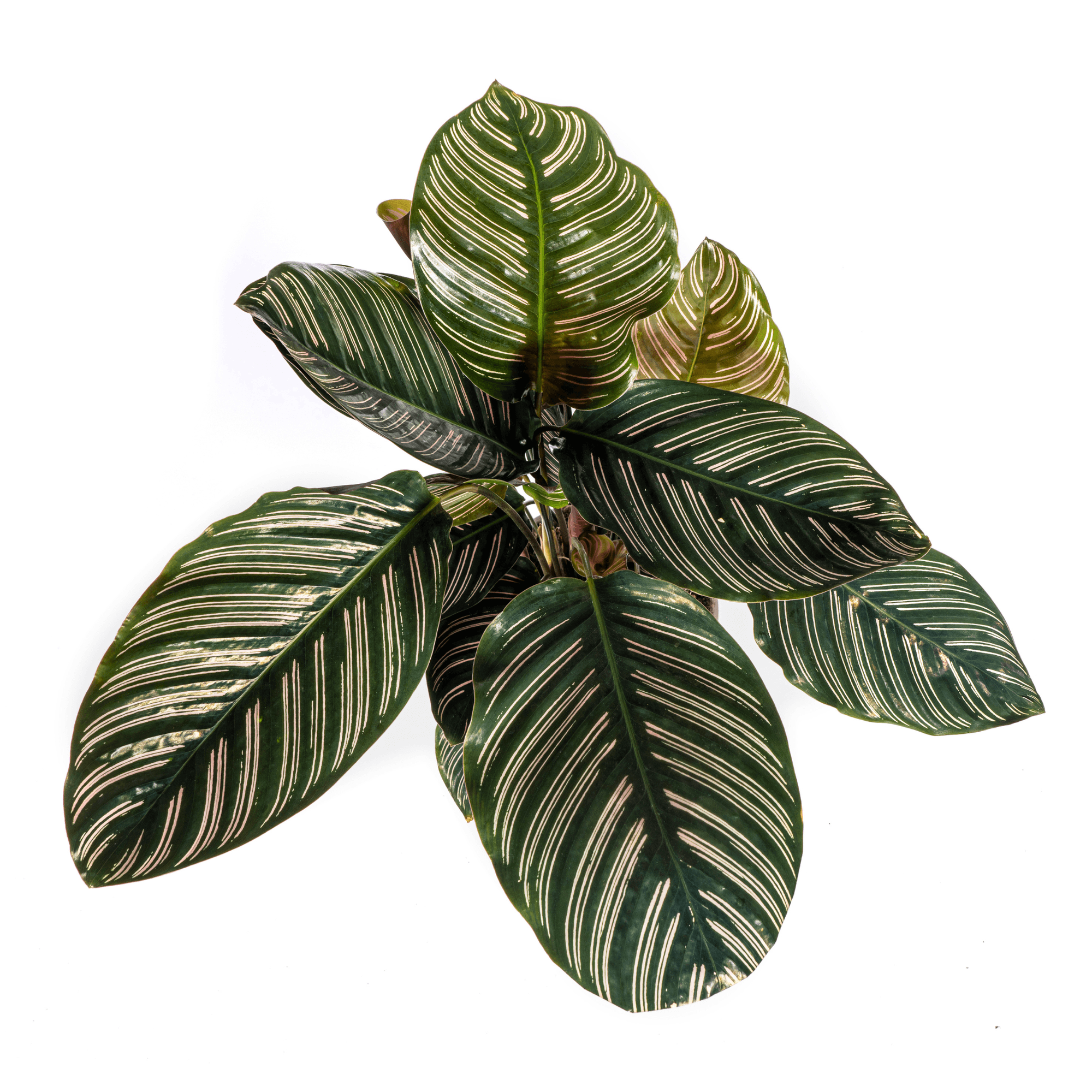 Korbmarante Calathea Ornata Sanderiana – Ø17cm – ca. 40-50cm hoch – Zimmerpflanze mit pink gestreiften Blättern – Für Wohnzimmer & Büro – Plant