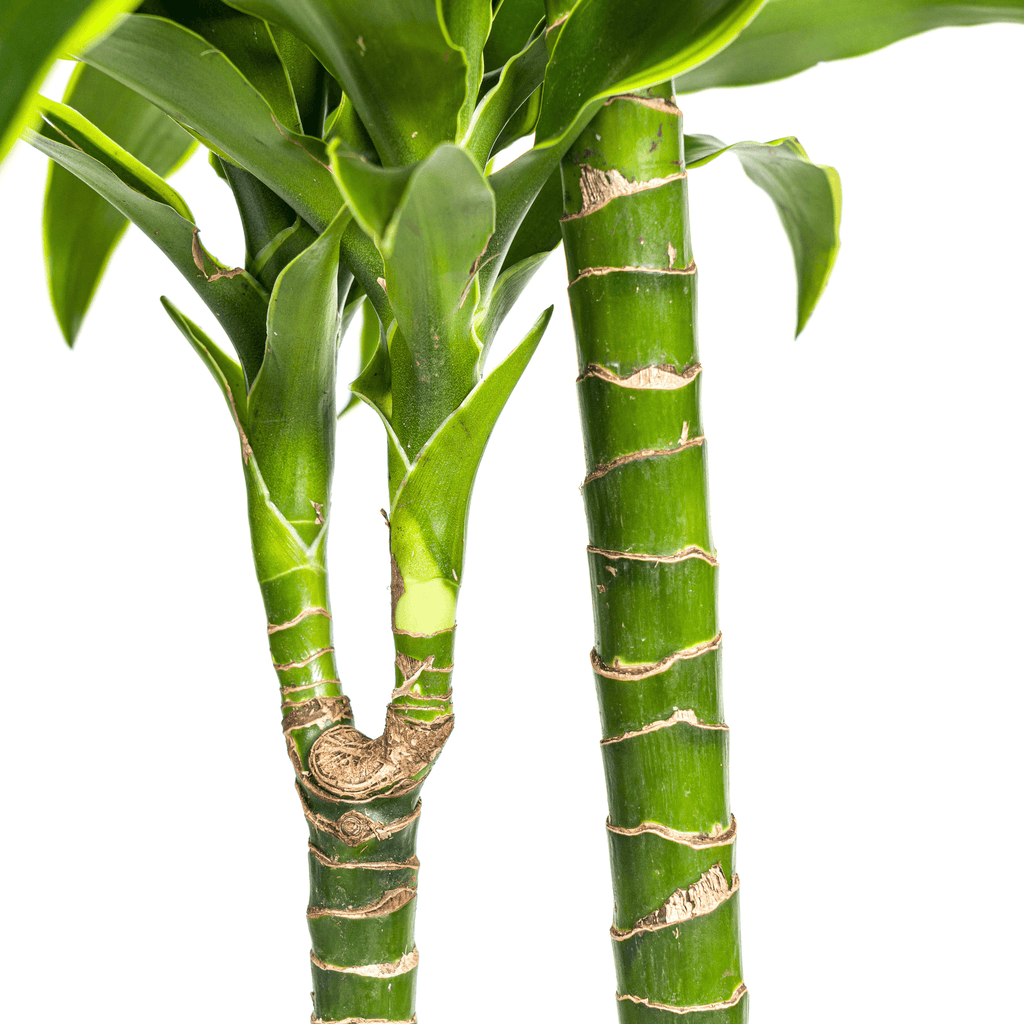 Dracaena Deremensis Dorado inkl. Naturkorb – Höhe 120-140cm – Ø24cm – Pflegeleichte & luftreinigende Zimmerpflanze – Plant