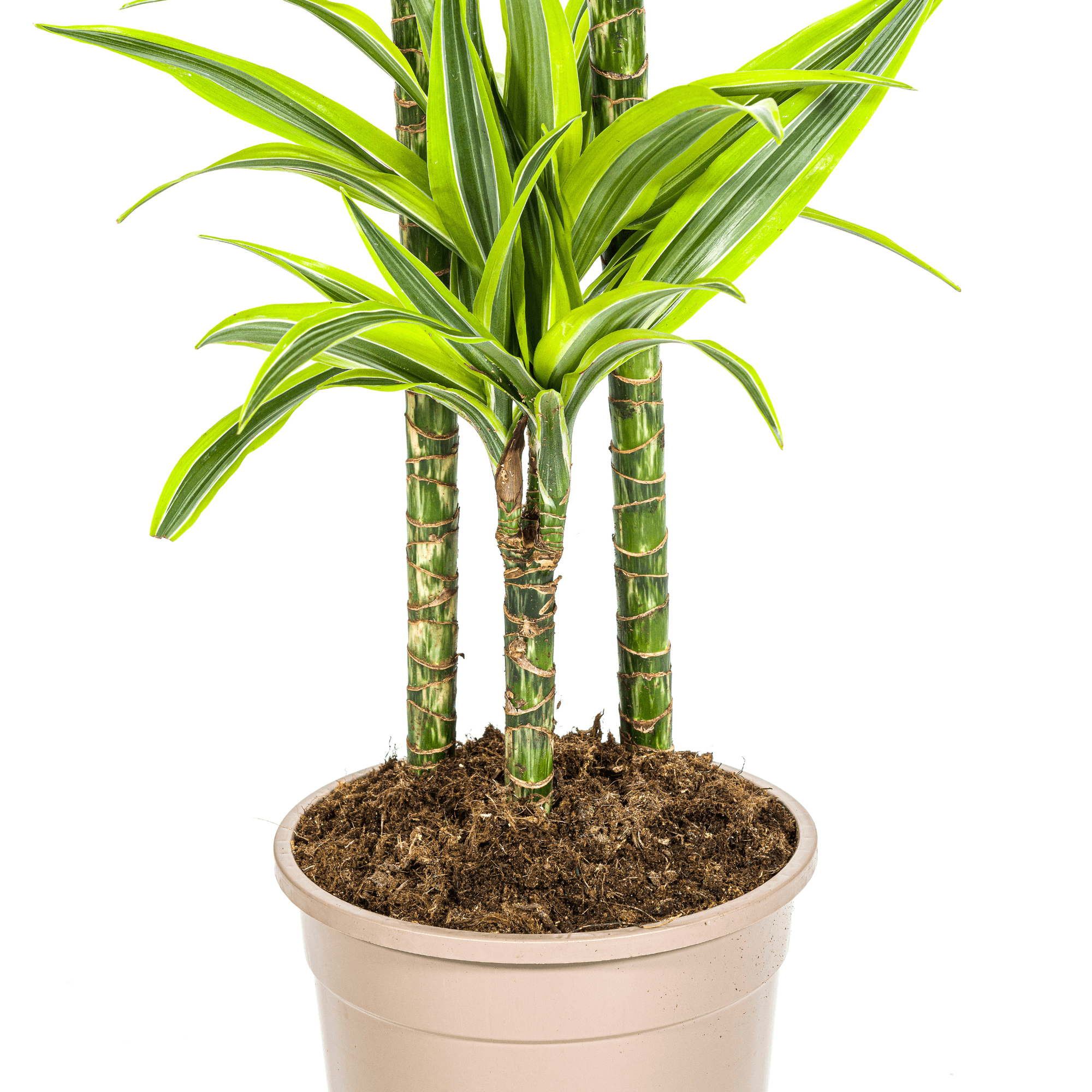 Dracaena Deremensis Lemon Lime inkl. Naturkorb – Höhe 130-150cm – Ø24cm – Zweifarbige Zimmerpflanze mit leuchtend grünen Blättern – Plant