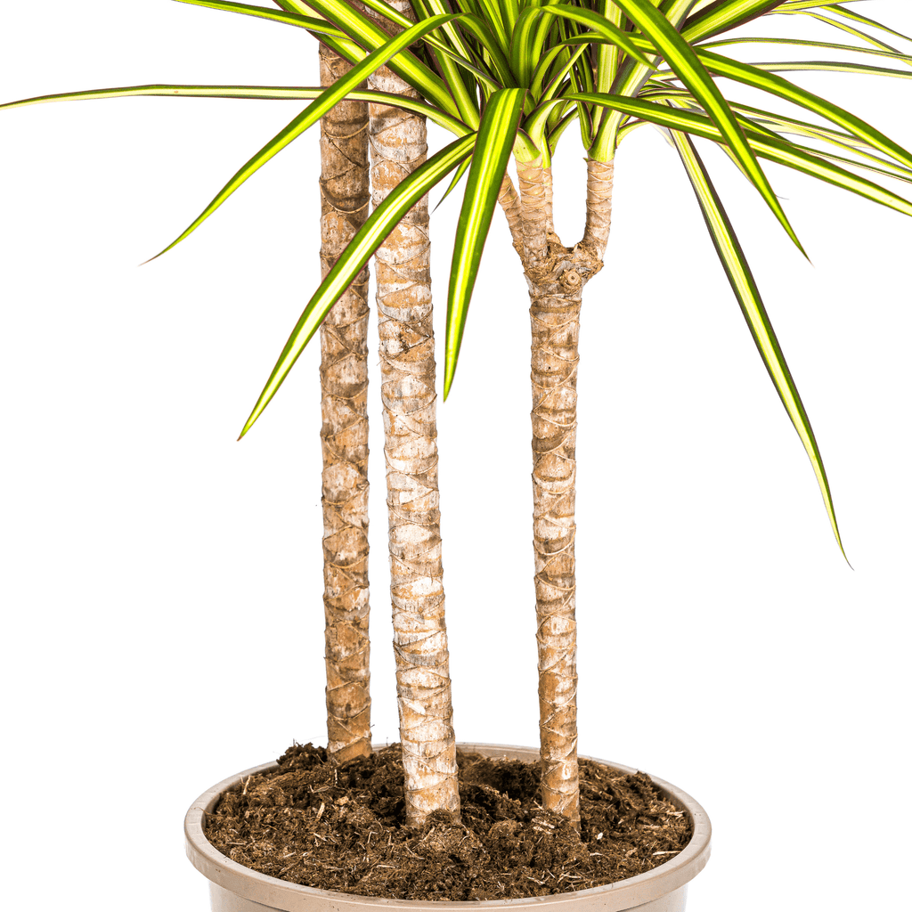 Dracaena Marginata Sunray inkl. Naturkorb – Höhe 130-150cm – Ø24cm – Tropische Zimmerpflanze mit zweifarbigem Blattwerk – Plant