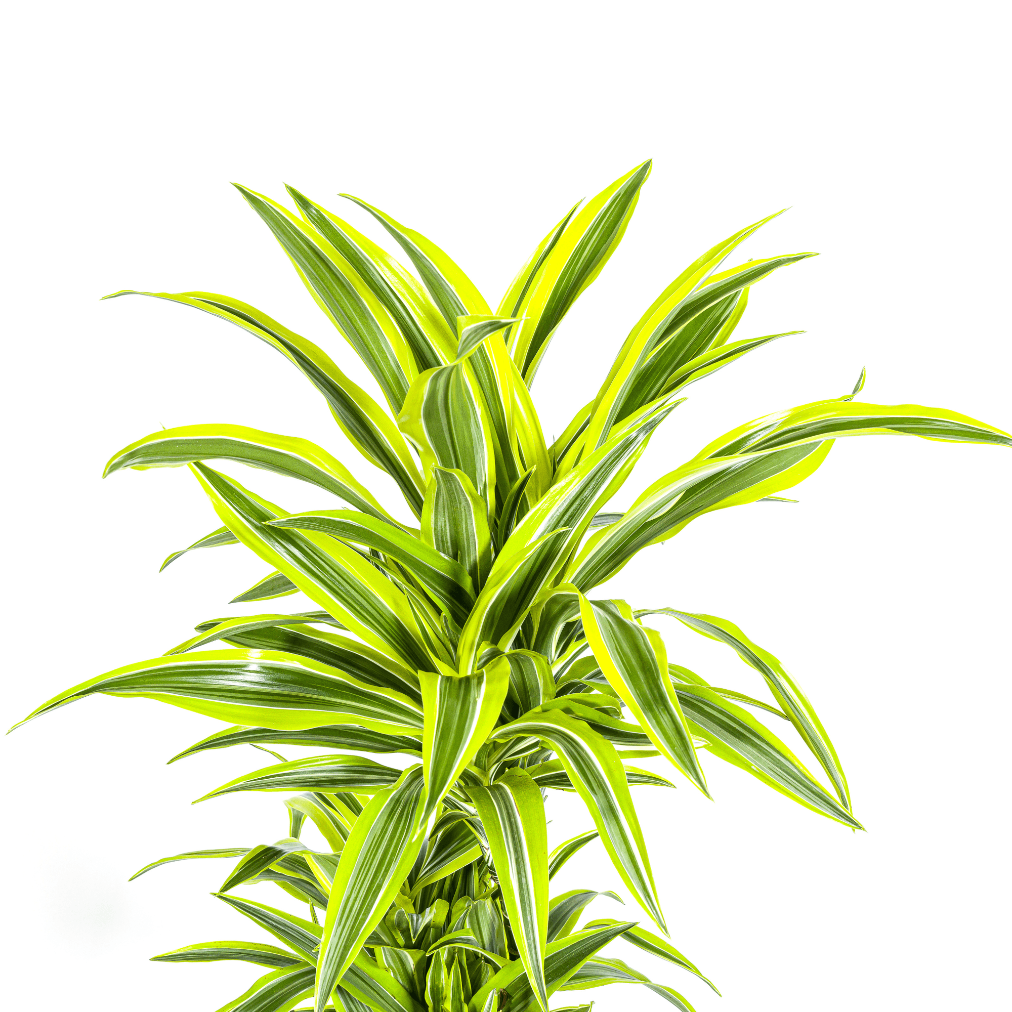 Dracaena Deremensis Lemon Lime inkl. Naturkorb – Höhe 130-150cm – Ø24cm – Zweifarbige Zimmerpflanze mit leuchtend grünen Blättern – Plant