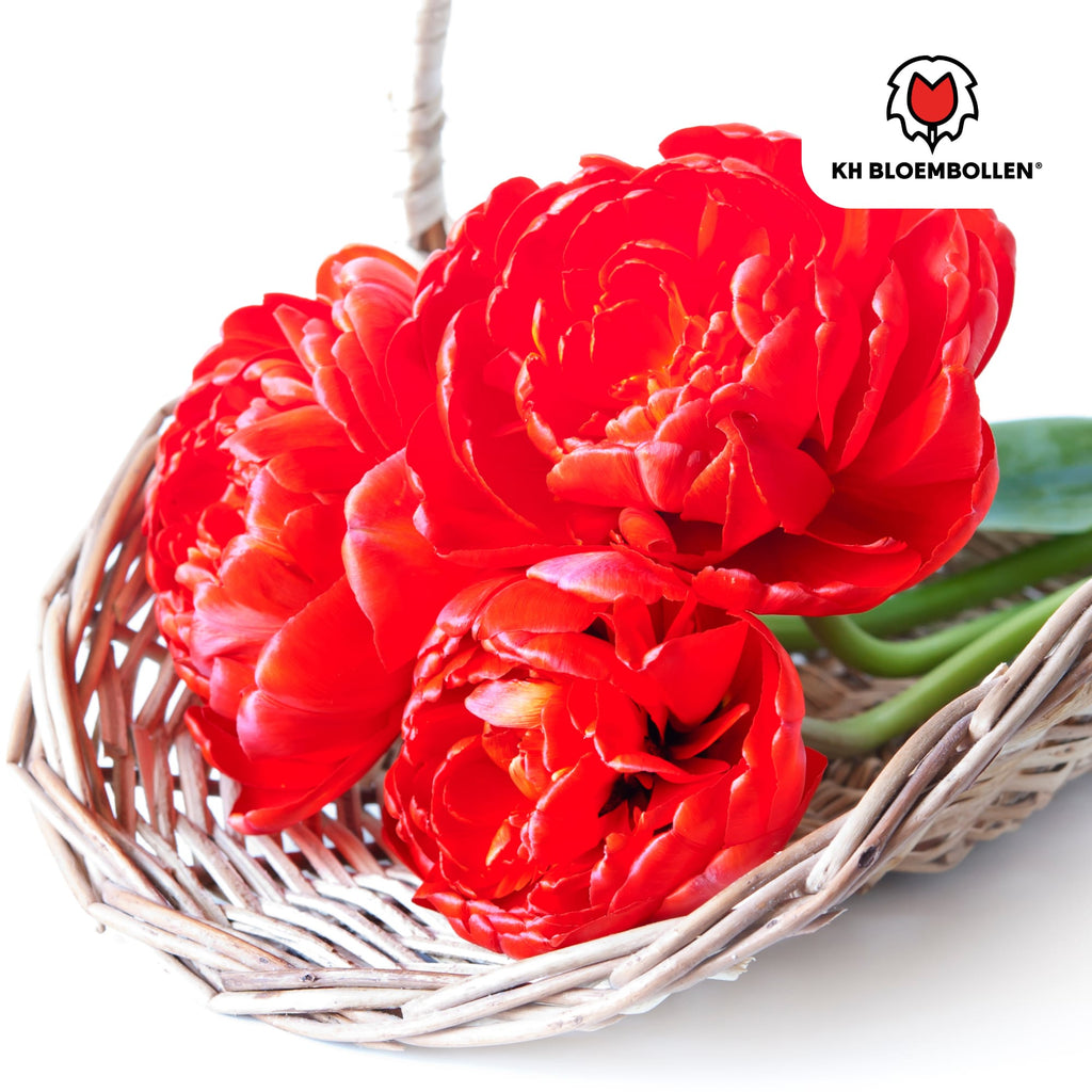 Bombastic Red Tulpenzwiebeln – 20 Blumenzwiebeln – Rote Gefüllte Pioentulpen – Für Garten & Topf – Plant
