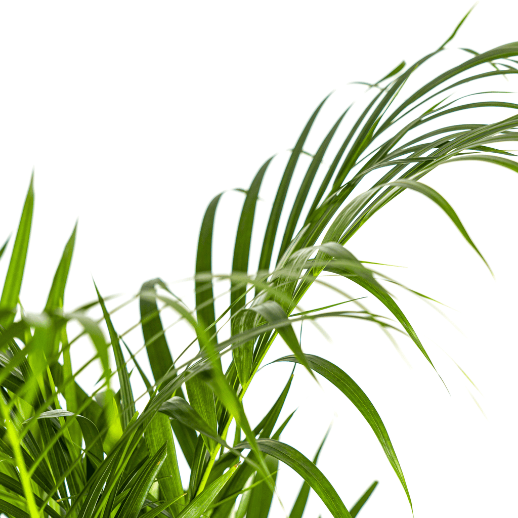 Dypsis Areca Lutescens inkl. Naturkorb – Höhe 100-120cm – Ø21cm – Goldpalme mit leuchtend grünen Blättern – Luftreinigende Zimmerpflanze – Plant